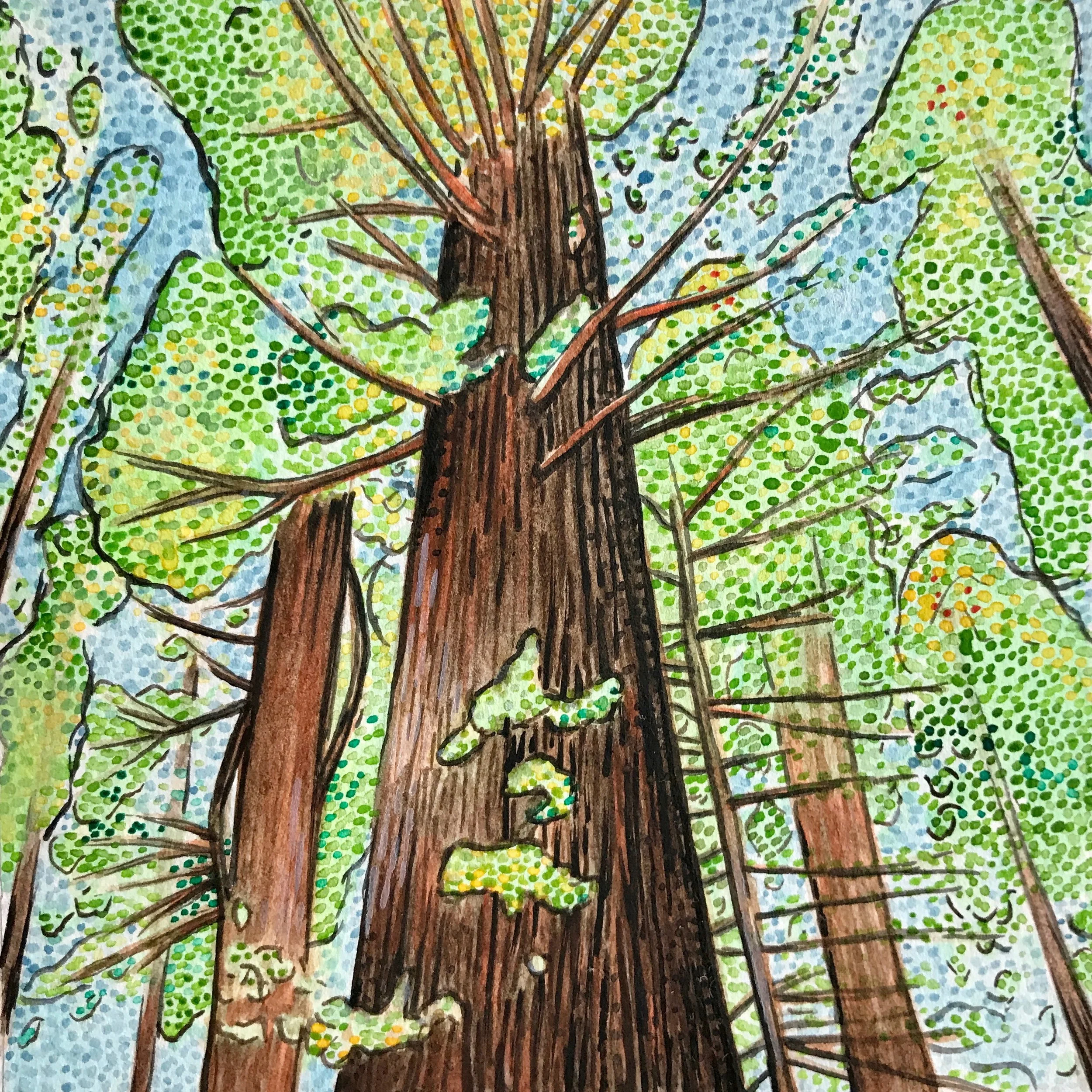 Avenue of the Giants, California: 5/24/17, 16:30:59