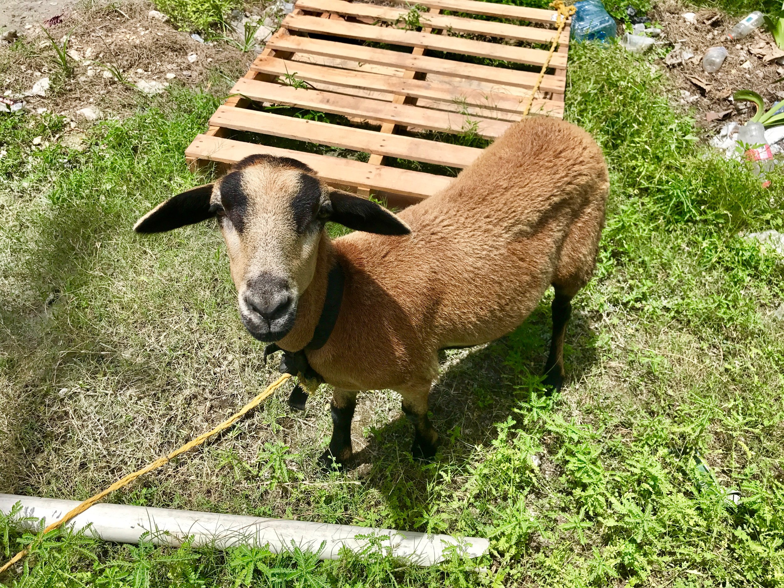 Cute lawnmower in San Pedro