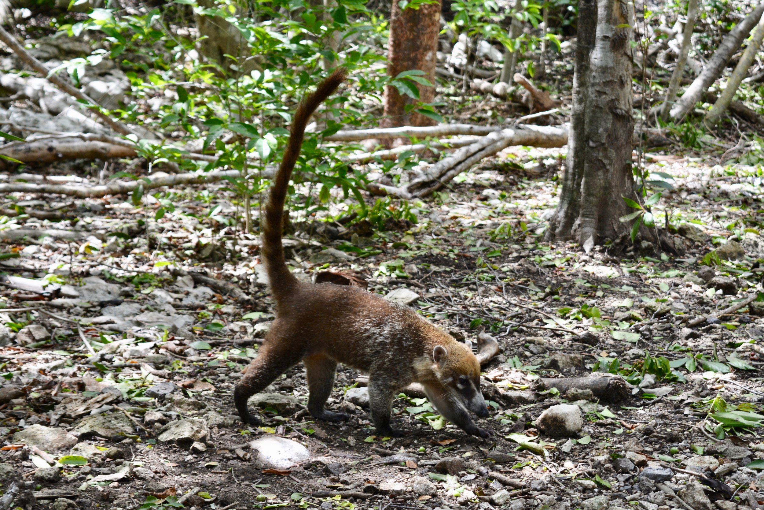 Coatimundi