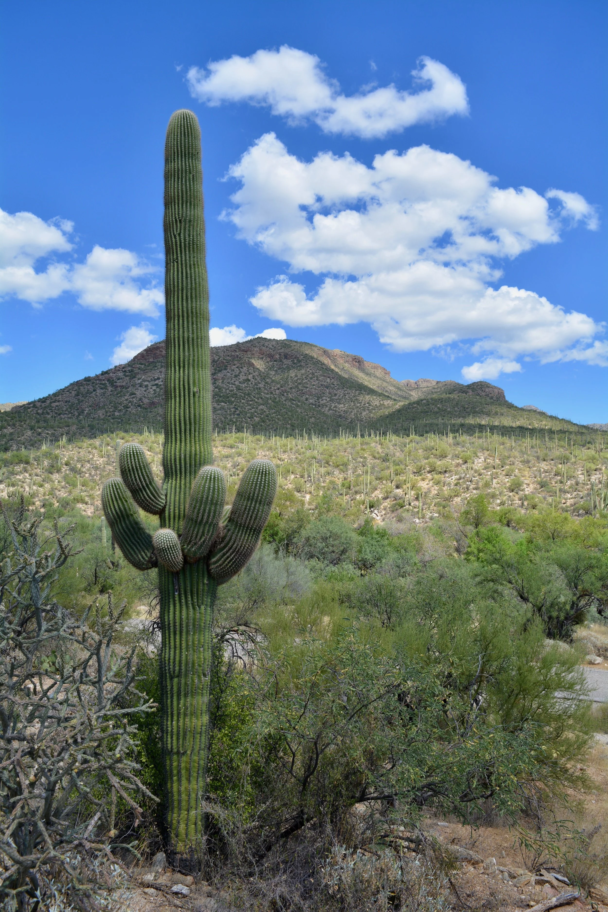Tucson's Sabino Canyon