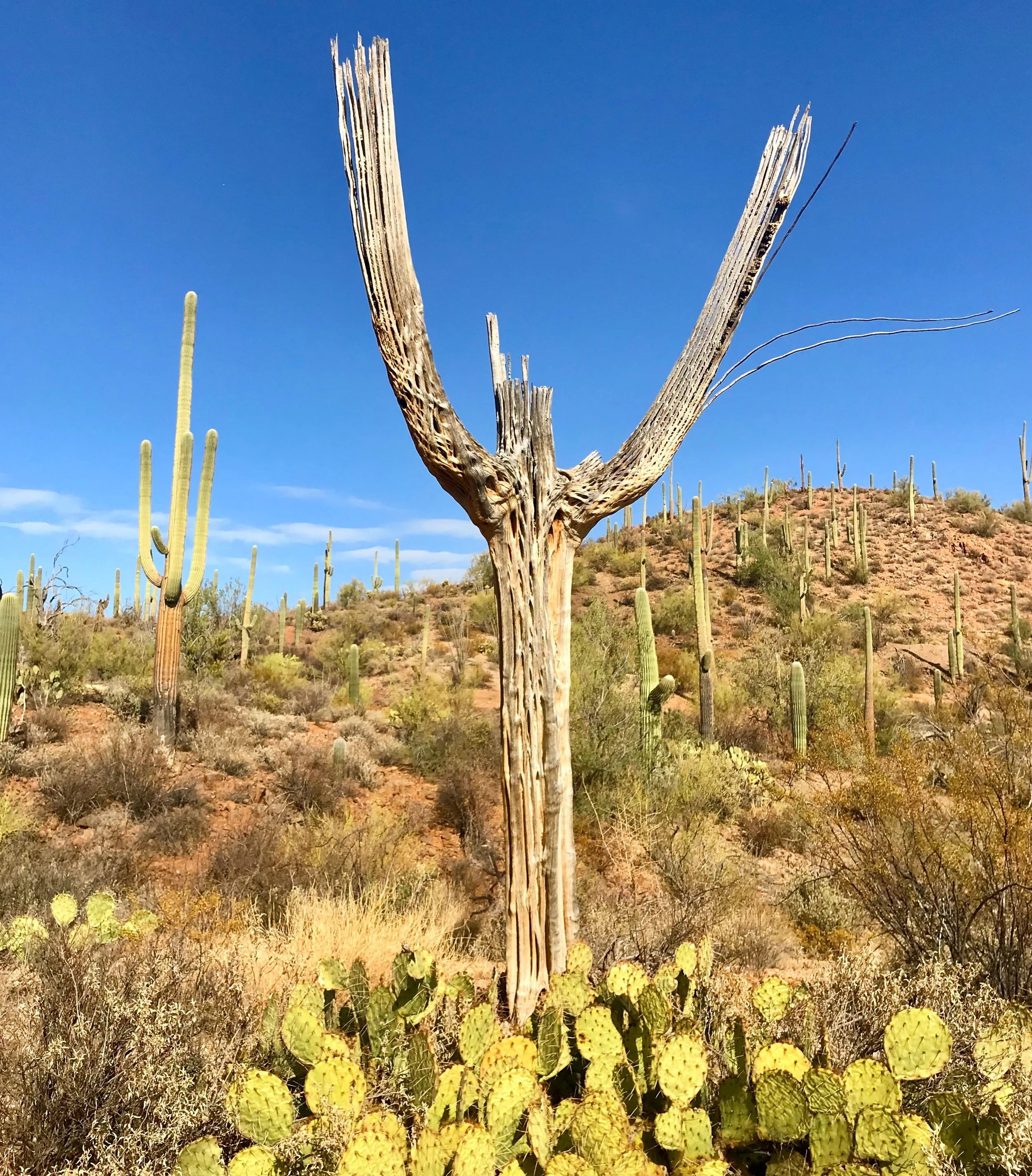 This saguaro cactus appears to rejoicing in the day, even in its afterlife
