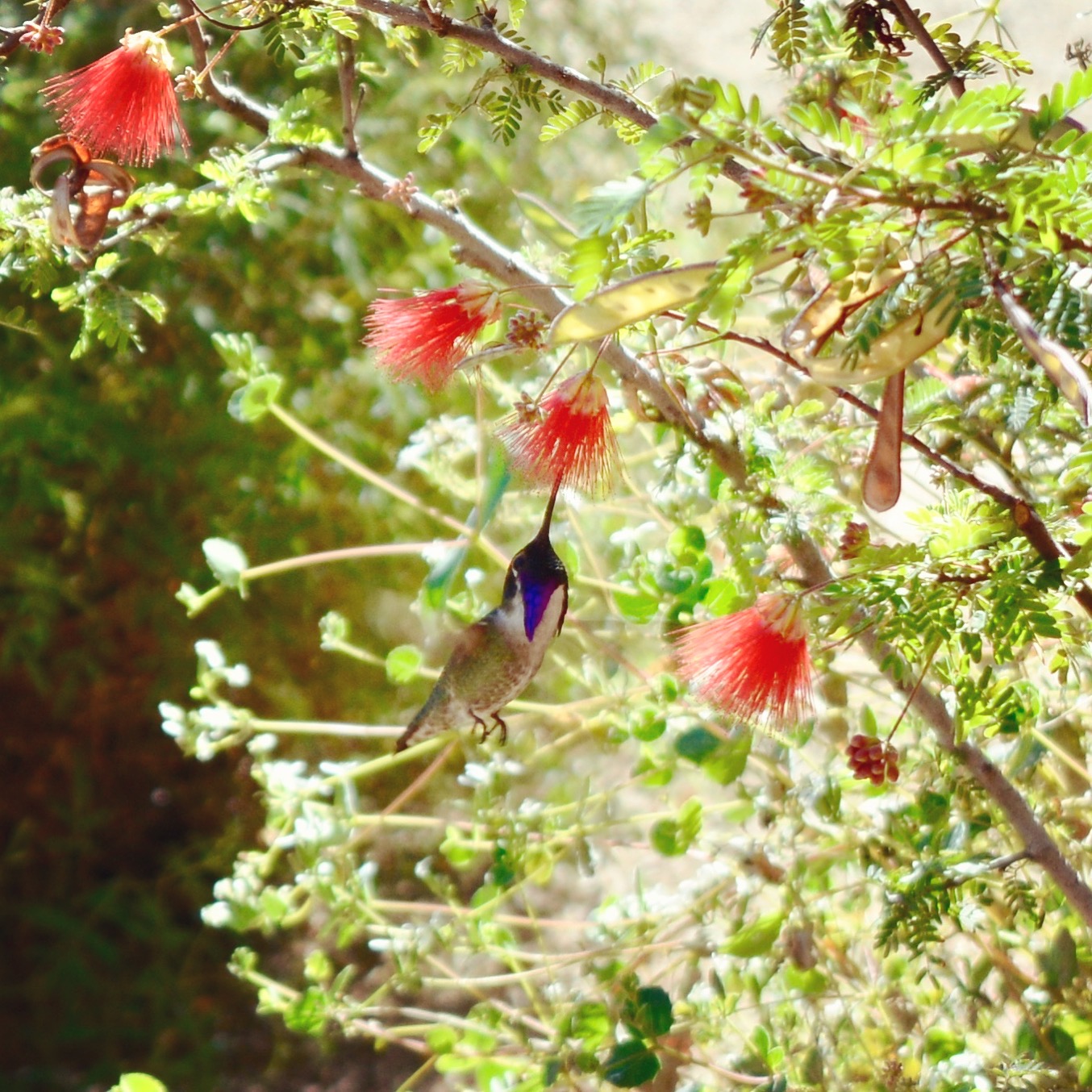 A hummingbird at Tohono Chul Park