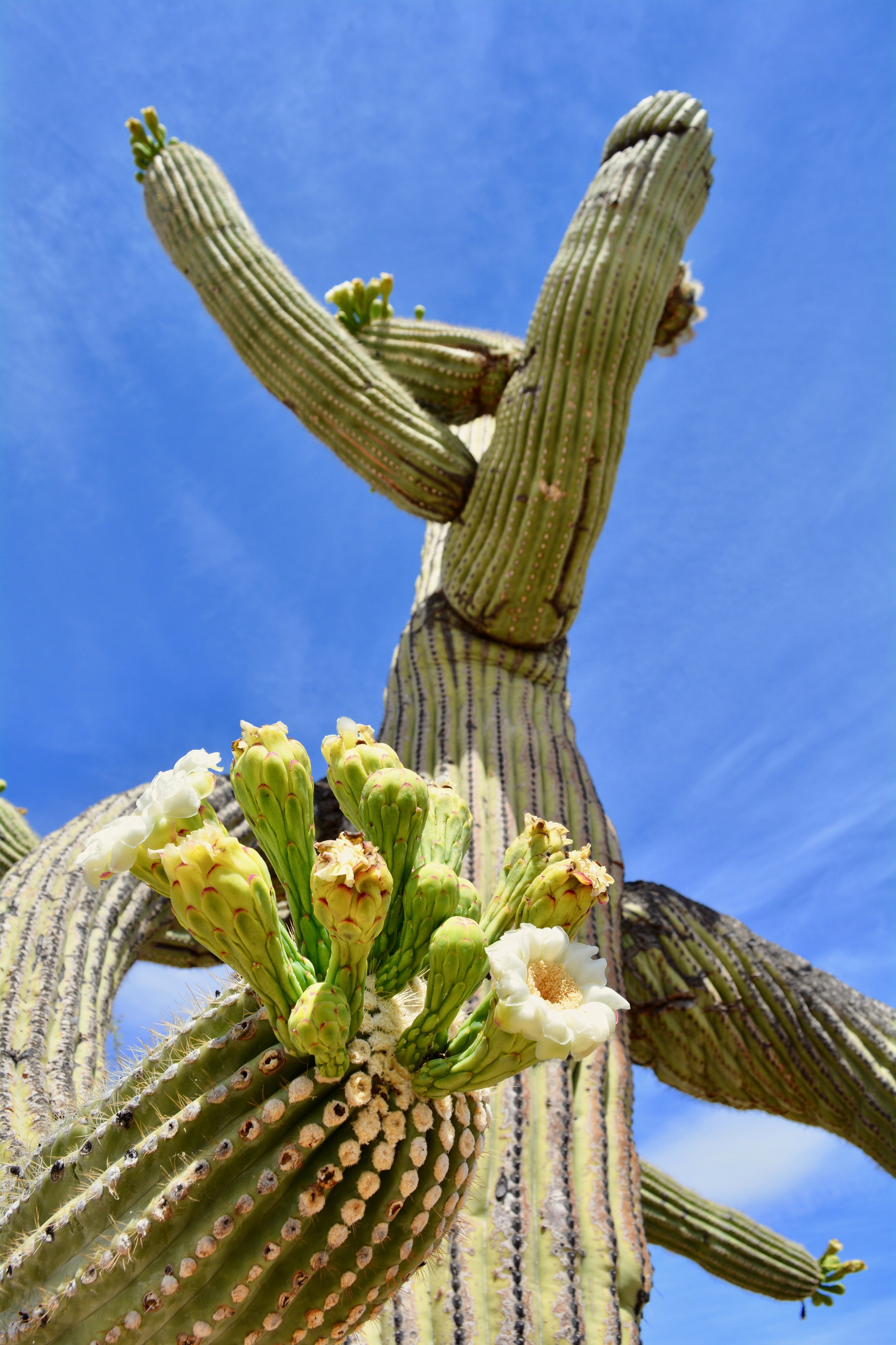 The saguaros are blooming and it's spectacular (photo from Saguaro National Park West)