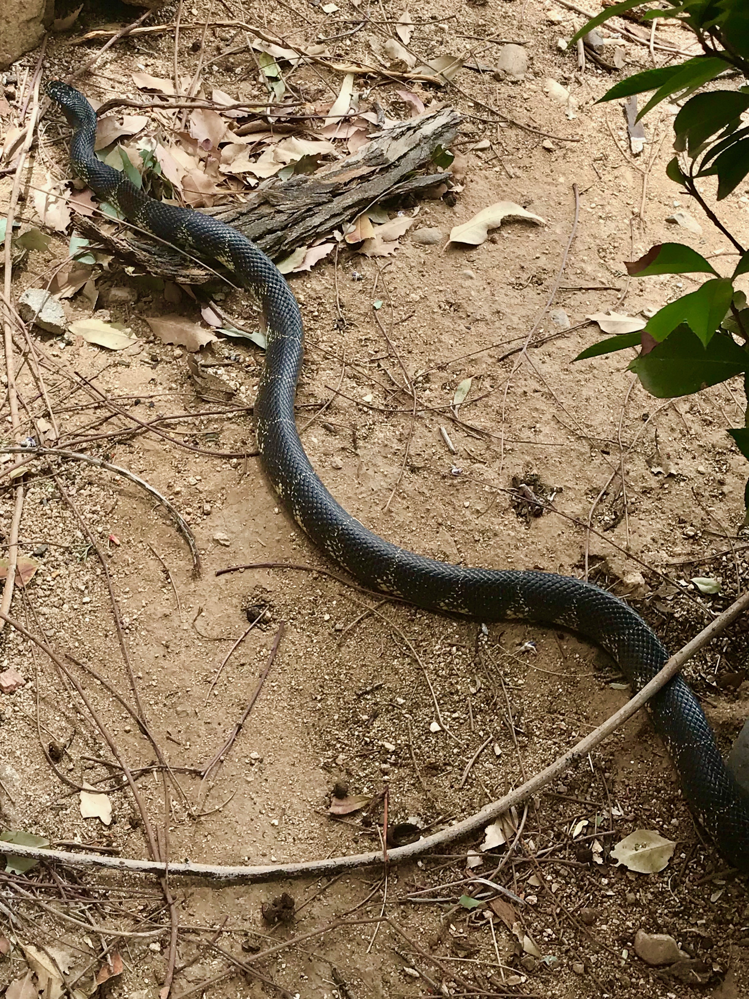Desert king snake outside our apartment