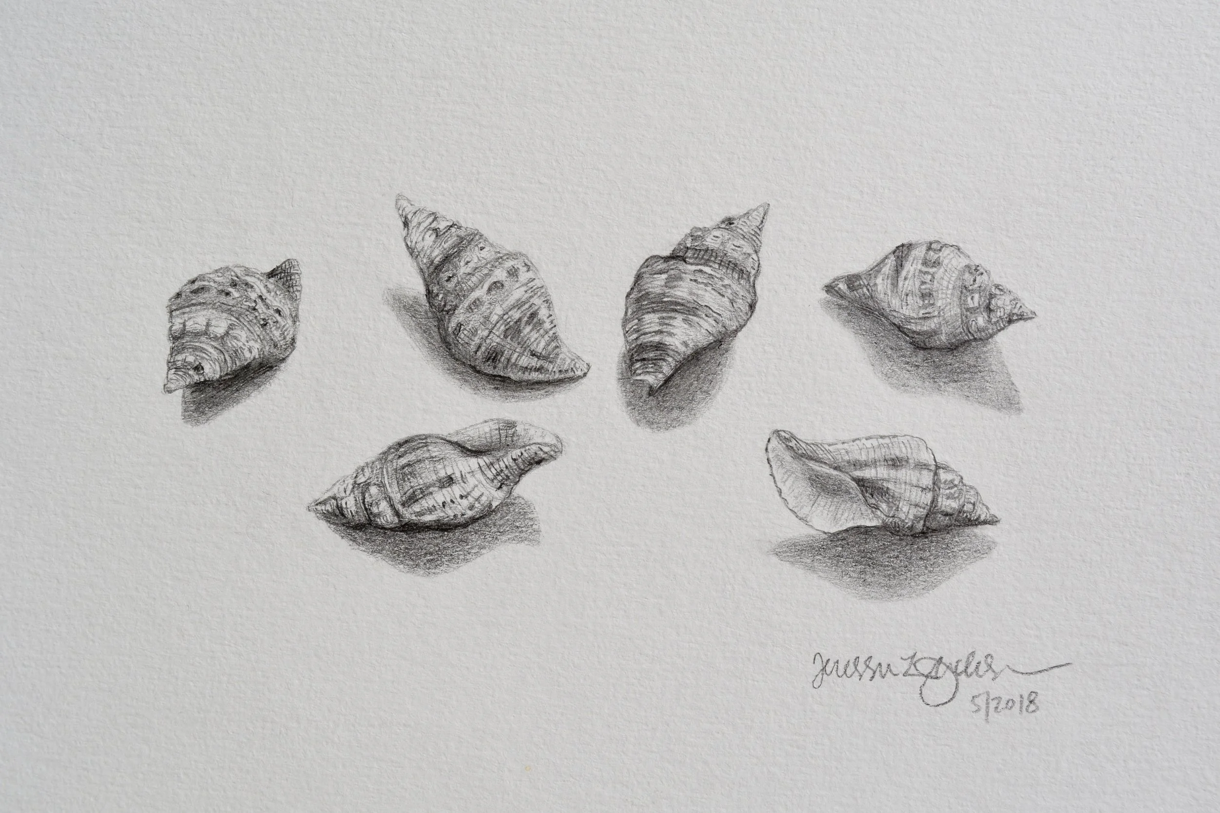 Seashell Study, 6/2018 (SOLD)