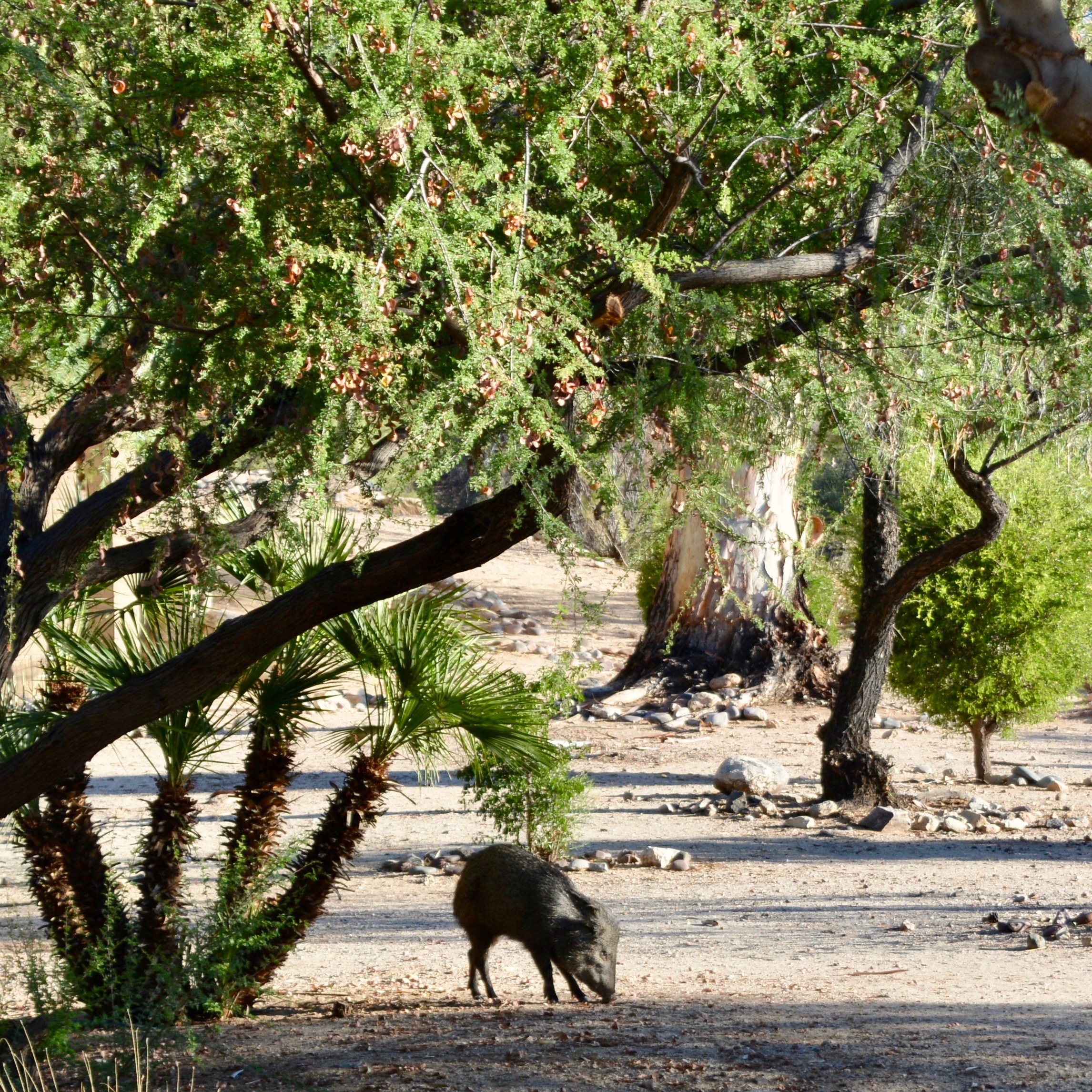 A javelina outside my apartment