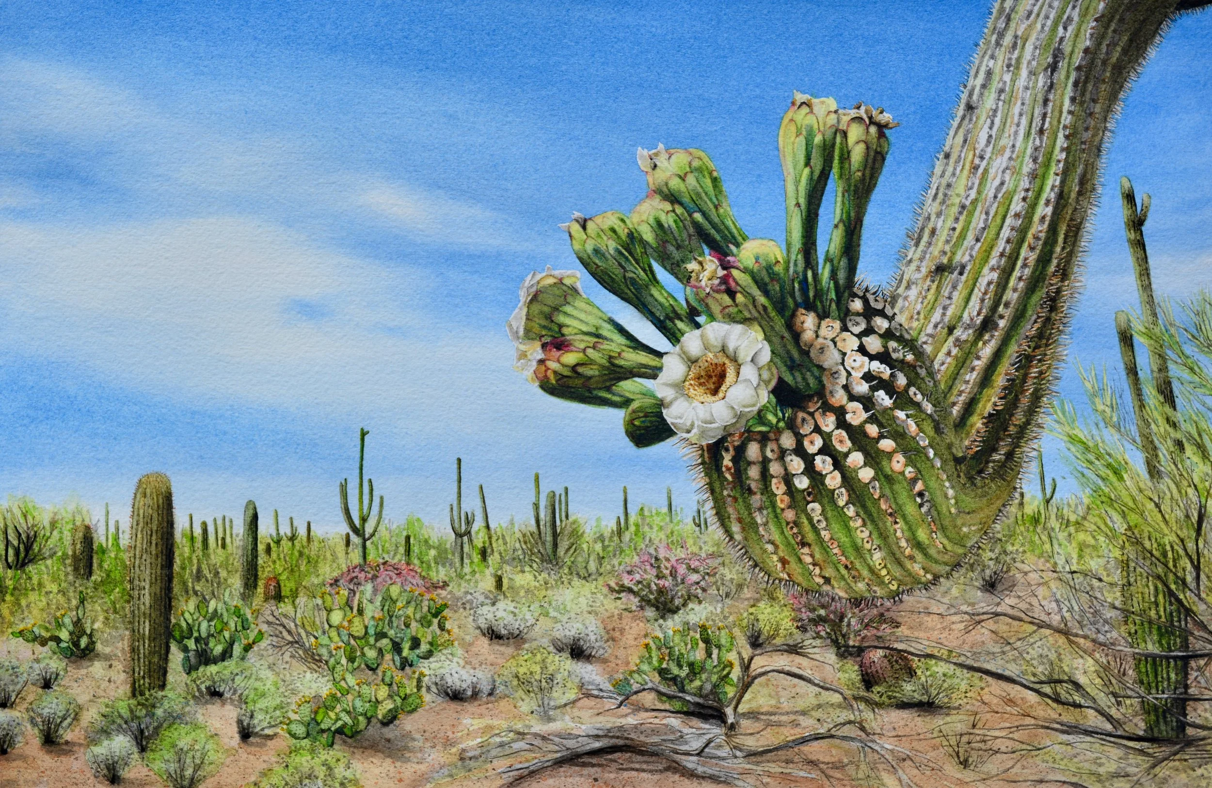 Sonoran Suitor