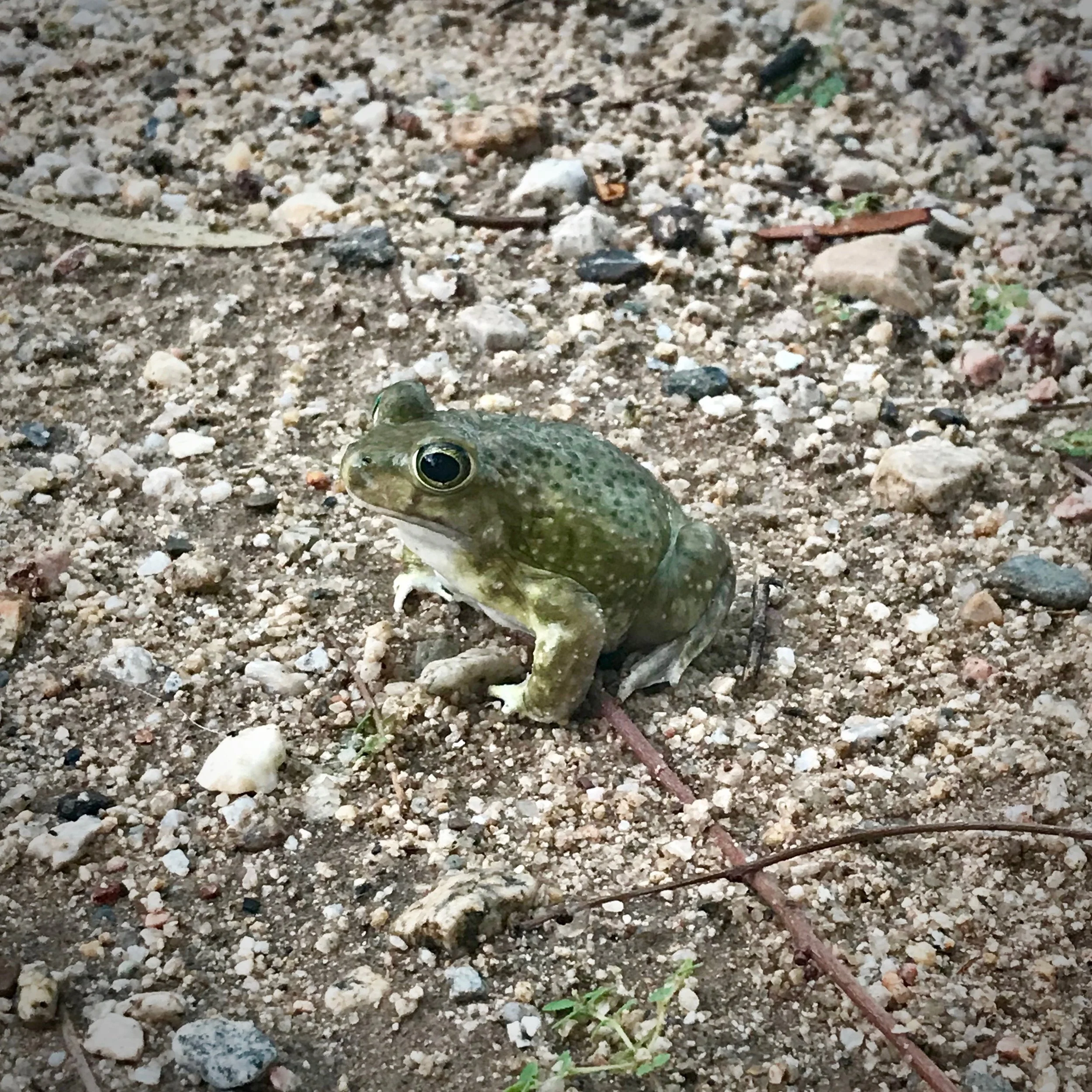 One of my croaky little friends