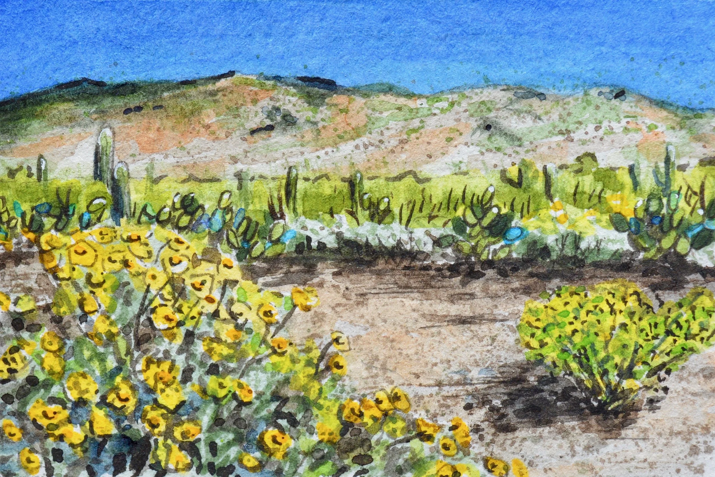 Saguaro National Park East, Tucson, Arizona: 4/17/18, 14:37:28