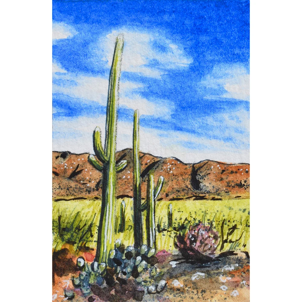 Saguaro National Park West, Tucson, Arizona: 11/4/17, 15:00:47