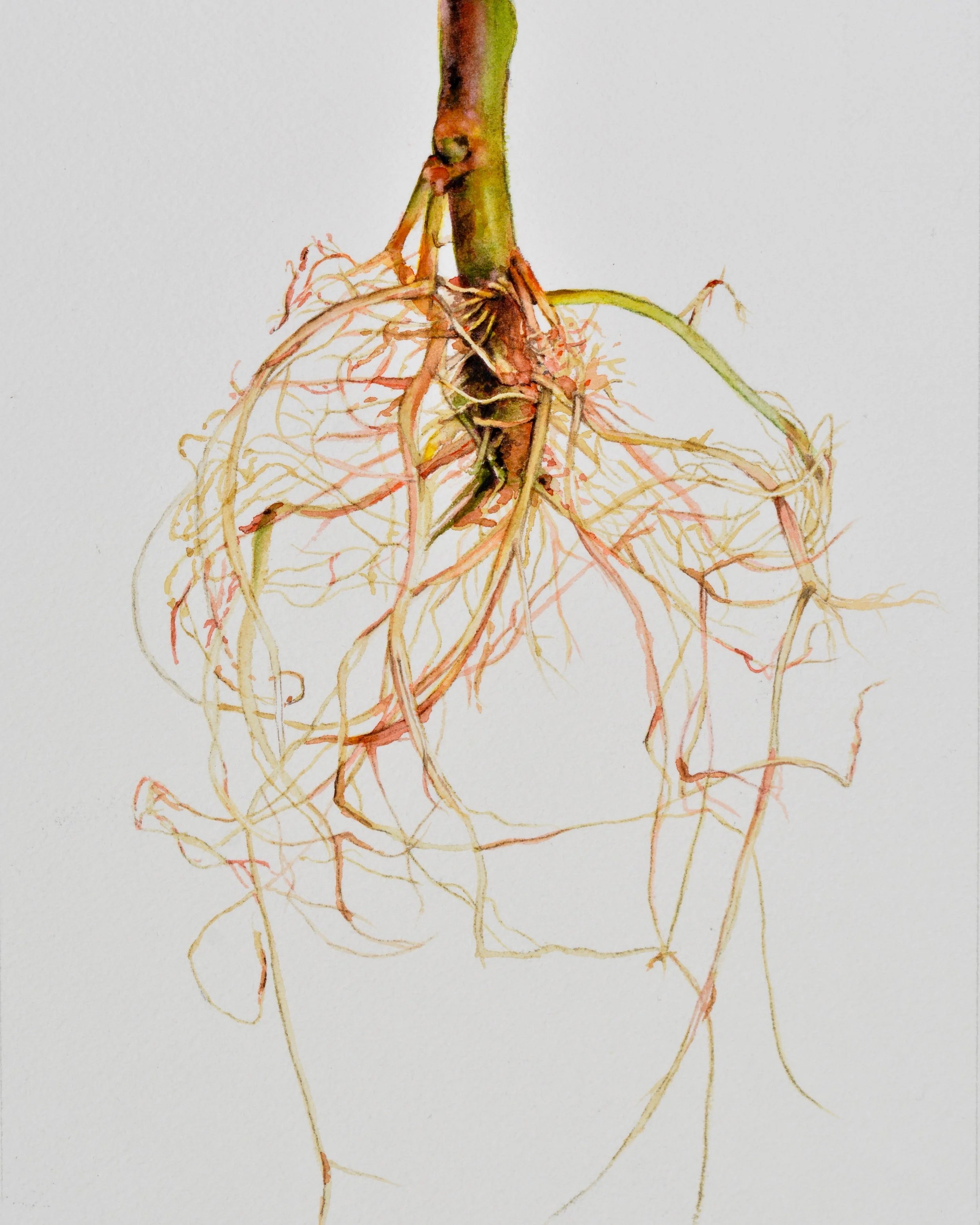 “Tomato” 8x10” SOLD