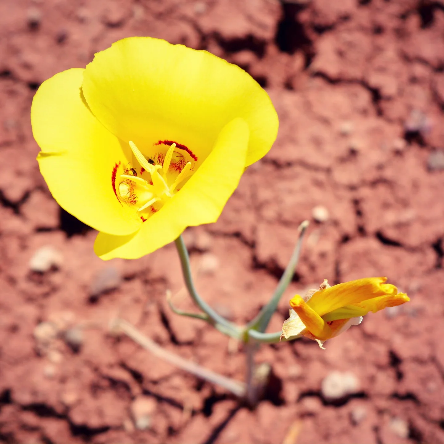 Flower blooming in the Painted Desert