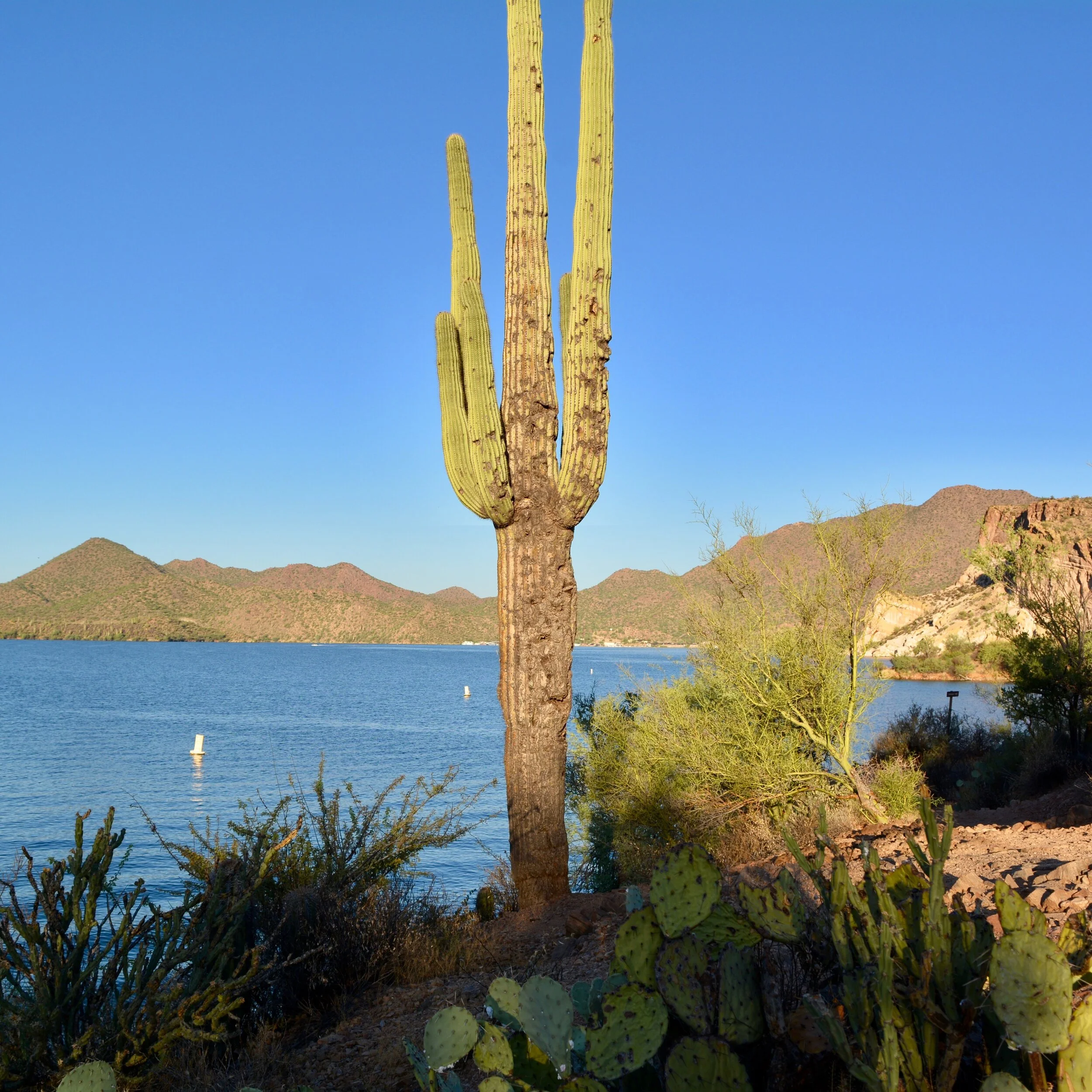 Saguaro Lake