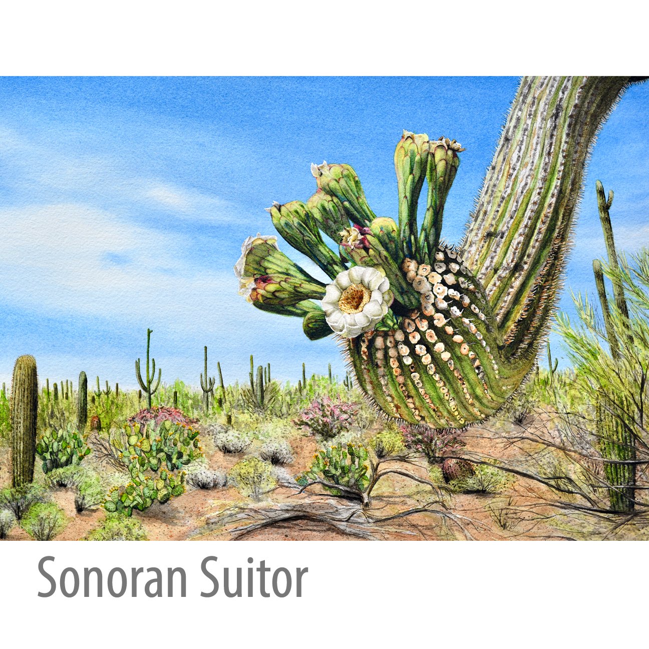 Sonoran_Suitor.jpg