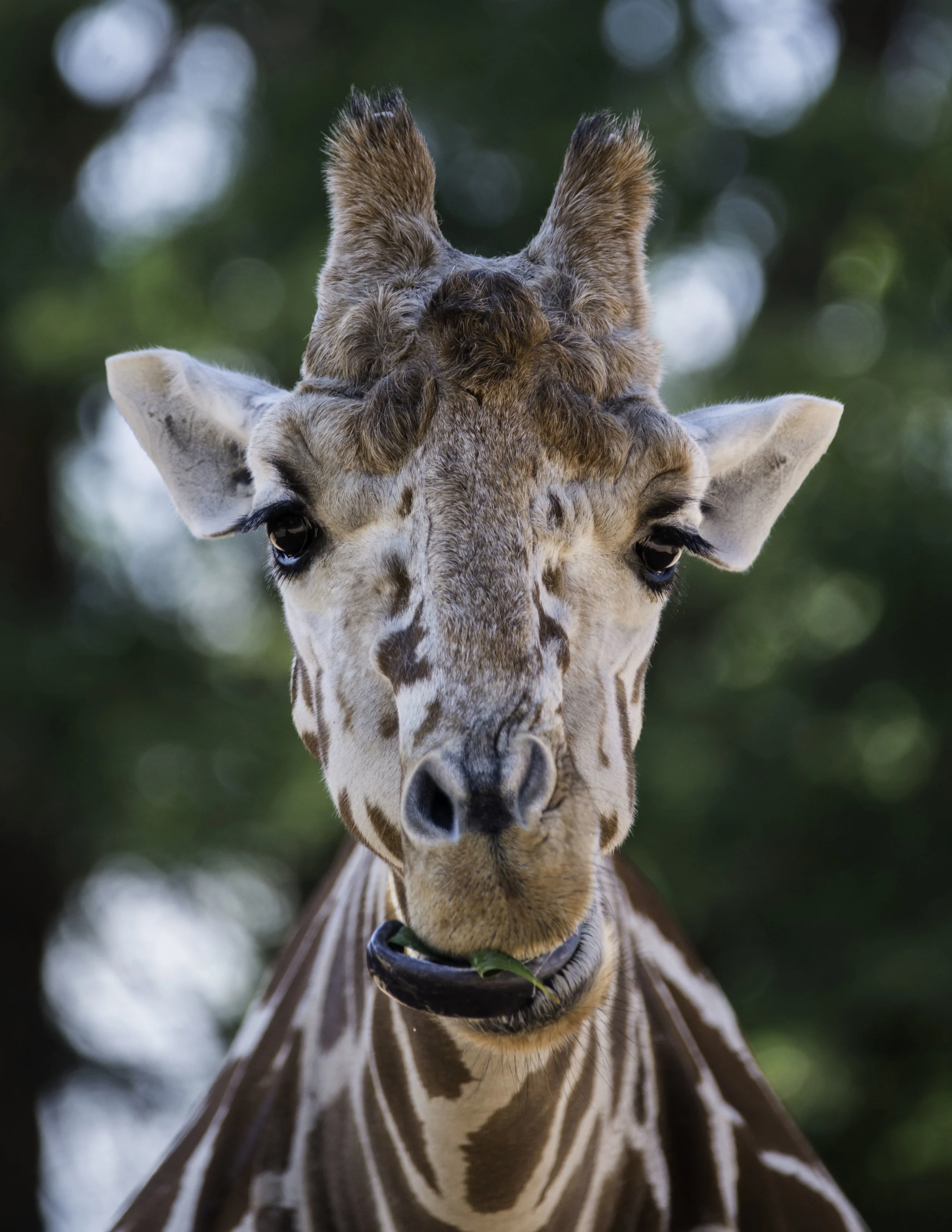 2017_DERP!_Denver_Zoo_8'5-11_crop.jpg