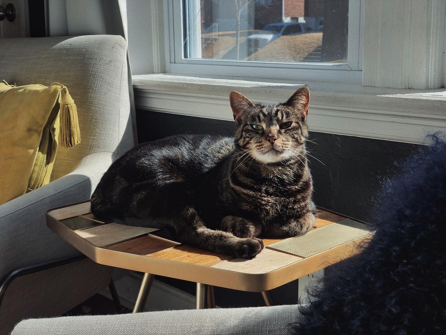 Which photo do you like more.. photo 1 of our cat Louis looking at the camera or photo 2 when he's looking off into the distance? 

Also, this is not how @racheldyann16 and I thought our @roarandrabbit furniture from @westelm would be used but we're 