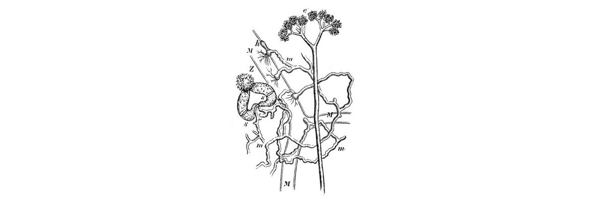 Mycelia_of_Piptocephalis_Freseniana.jpg