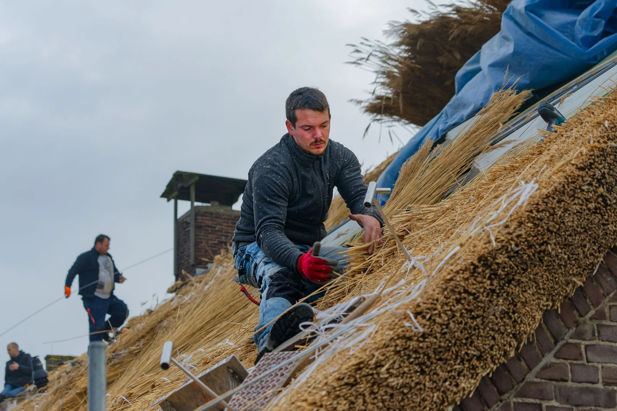 Het riet wordt geplaatst.