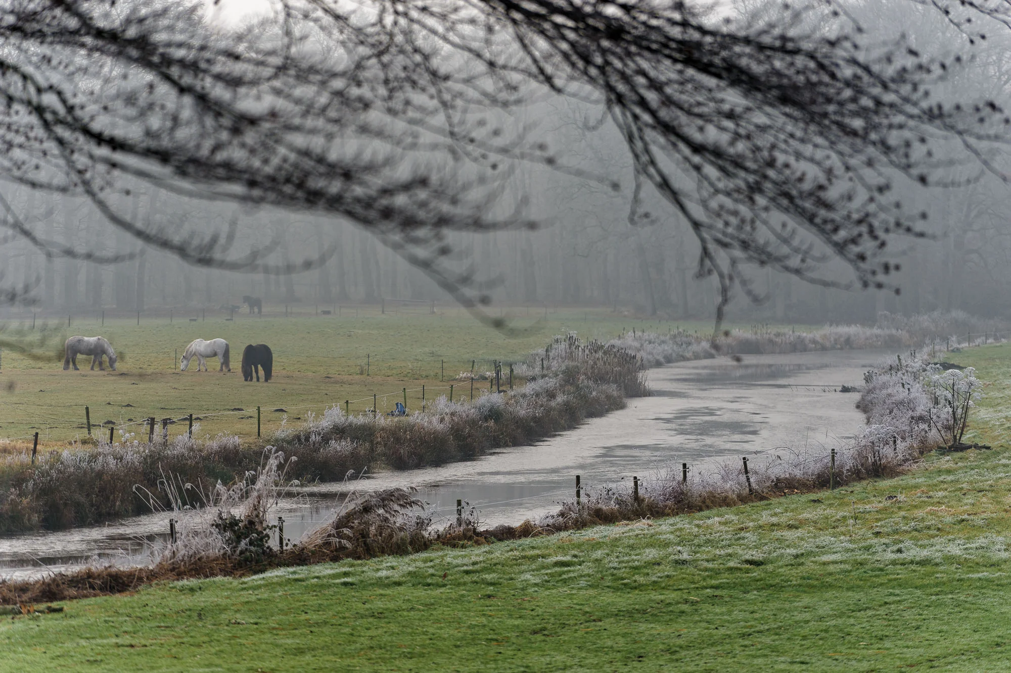 Waar Groeneveld overgaat in de Hooge Vuursche