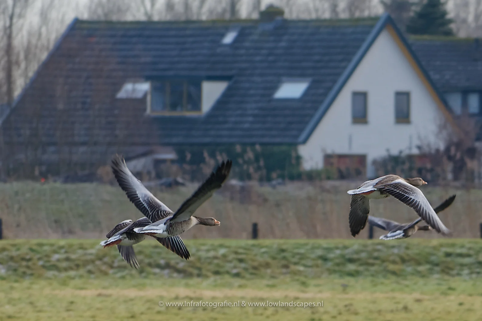 Ganzen doen een rondje boven de polder.