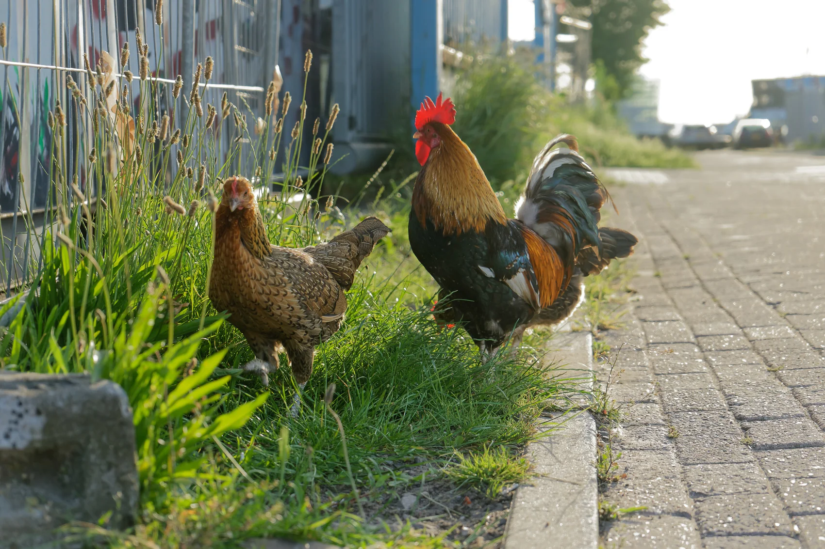 Stadskippen van Noord