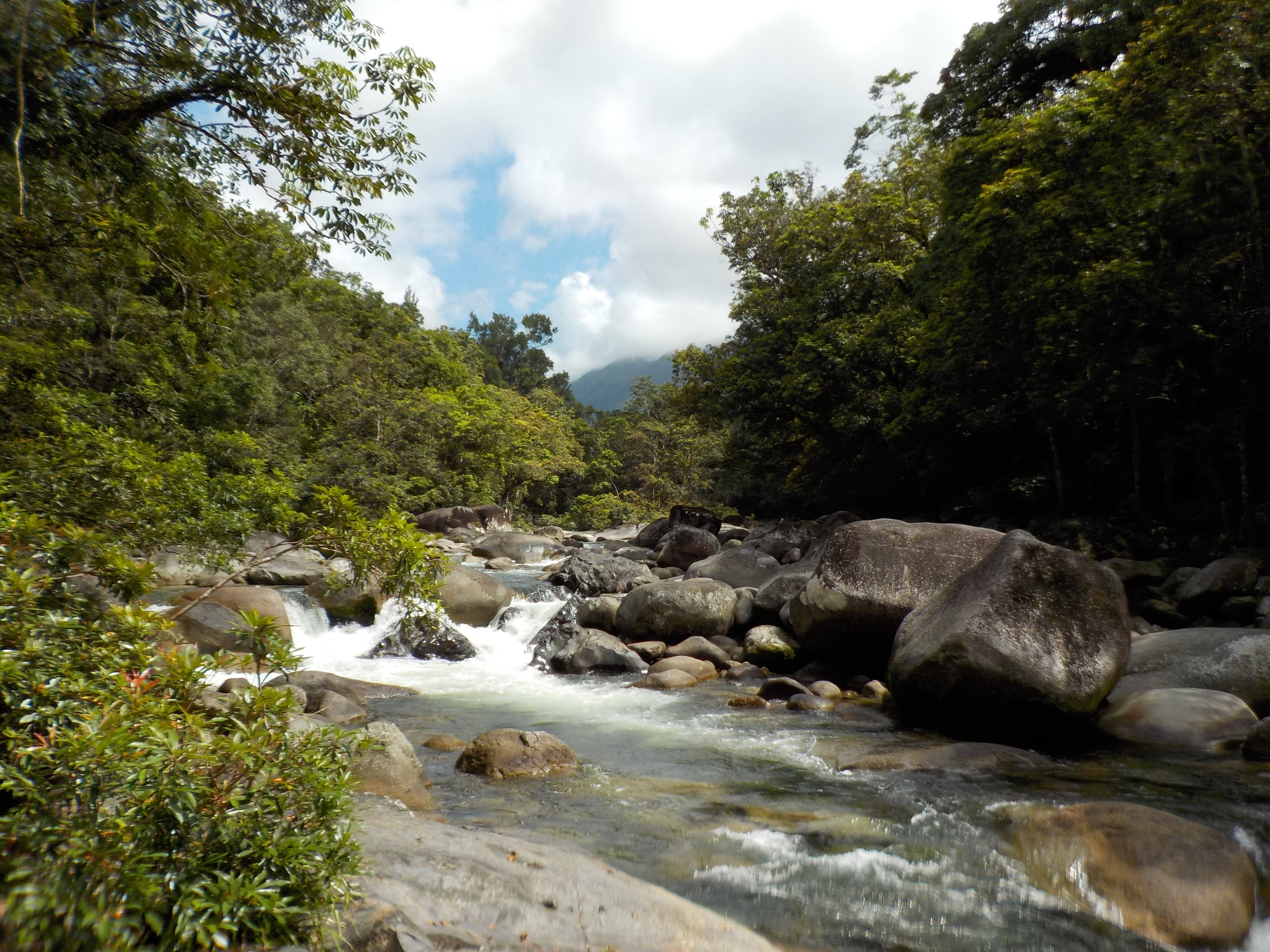 Watering hole during the Mossman rainforest walk