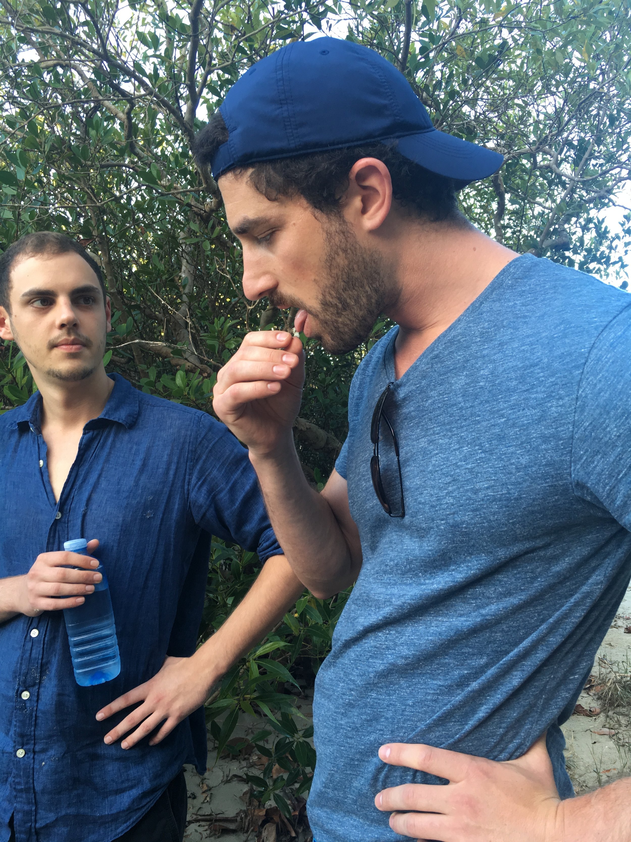 Licking a yellow ants bum