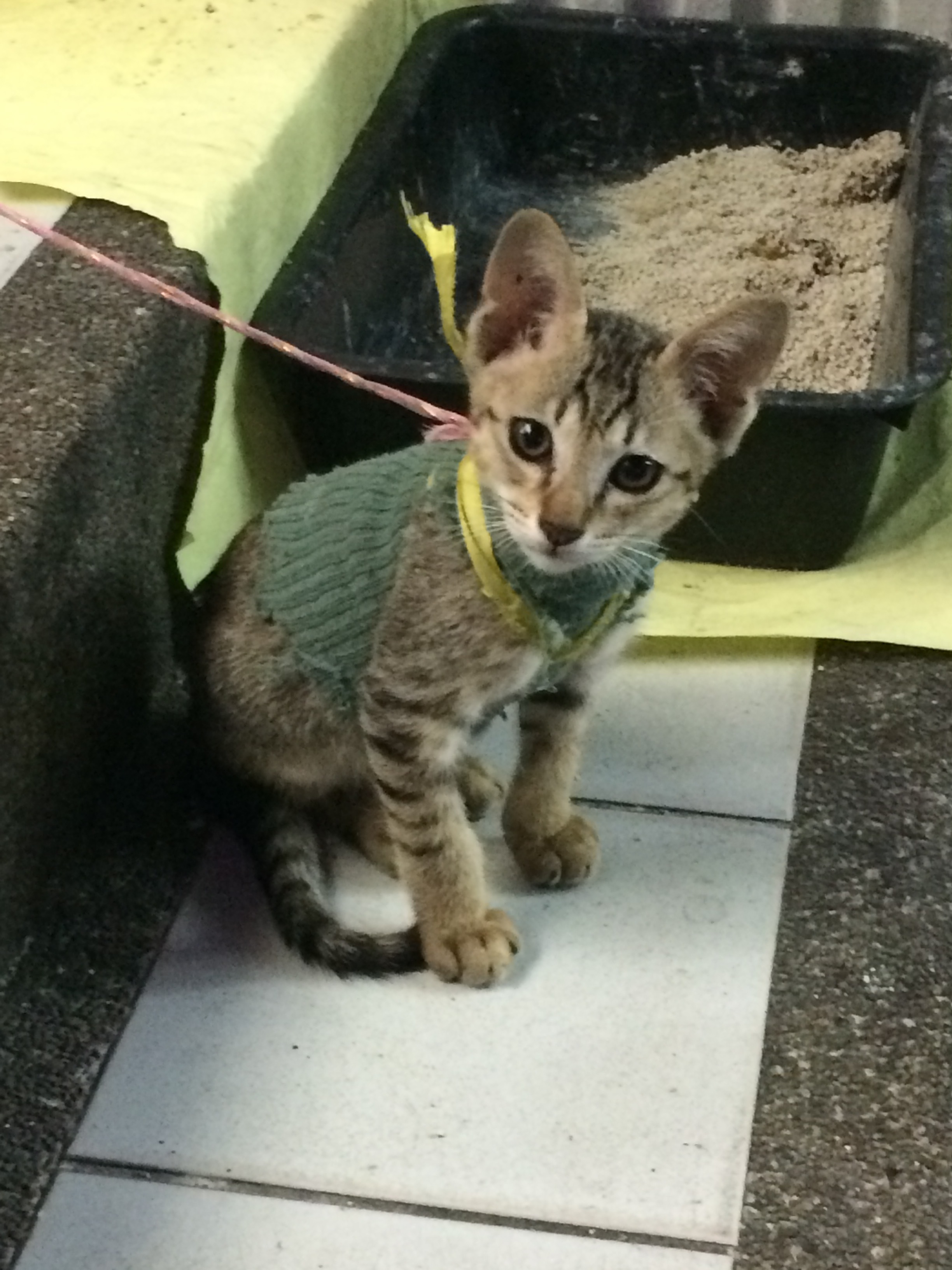 Who leashes a kitten?! Cute sweater at least. Bangkok, Thailand.