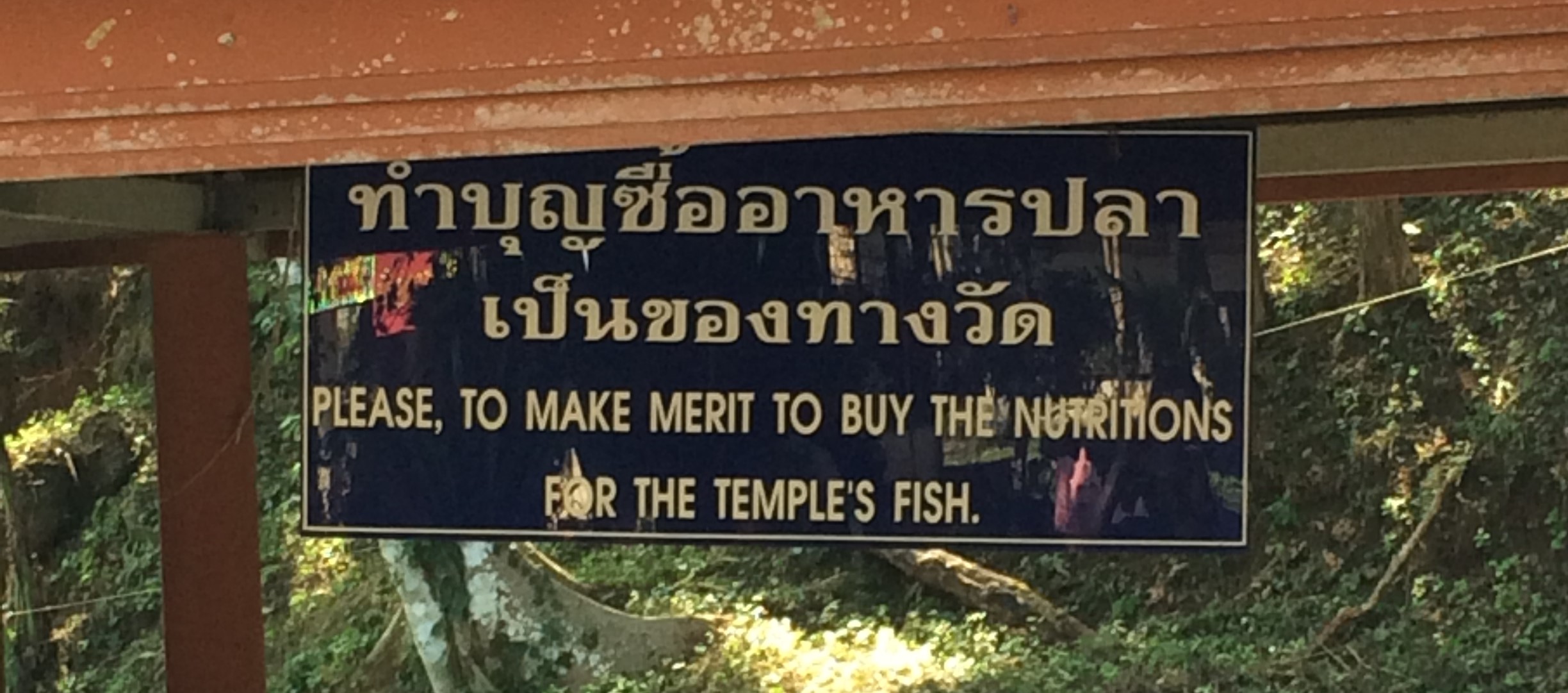 This sign was hanging by a coy pond in Chiang Dao, Thailand. I thought it was well said. In order to buy the nutritions, you first must make merit. If only I knew how to make merit. Chiang Dao, Thailand.