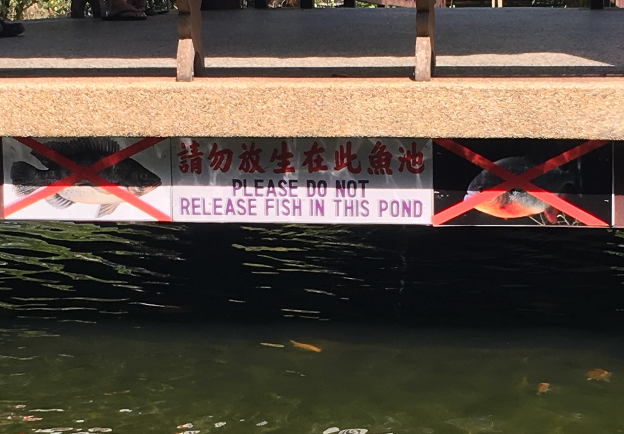 Well, where am I supposed to release my fish then?! Penang, Malaysia.