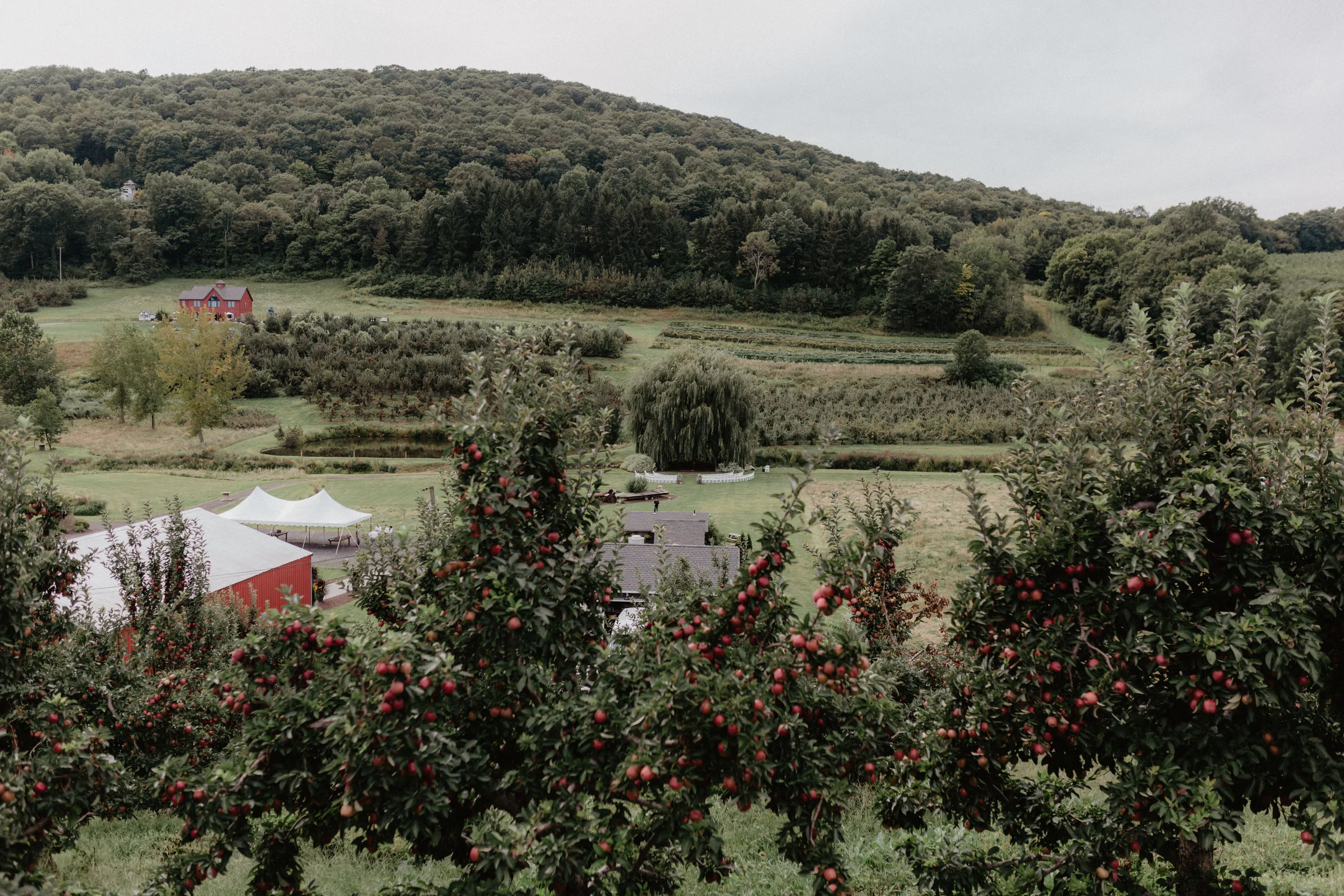 nostrano-vineyards-wedding-37.jpg