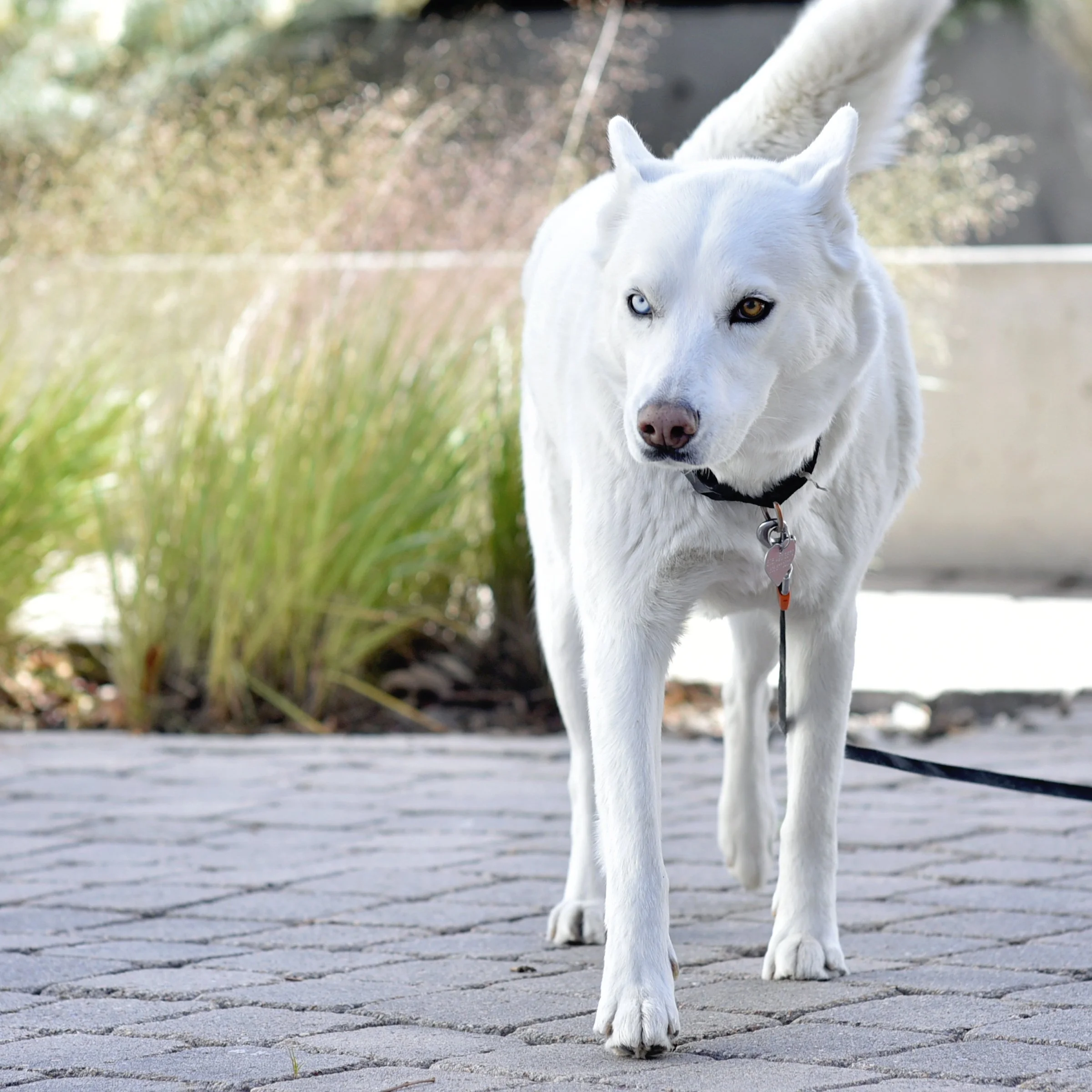 Chiyo - Mascot of Railyard Fitness Santa Fe