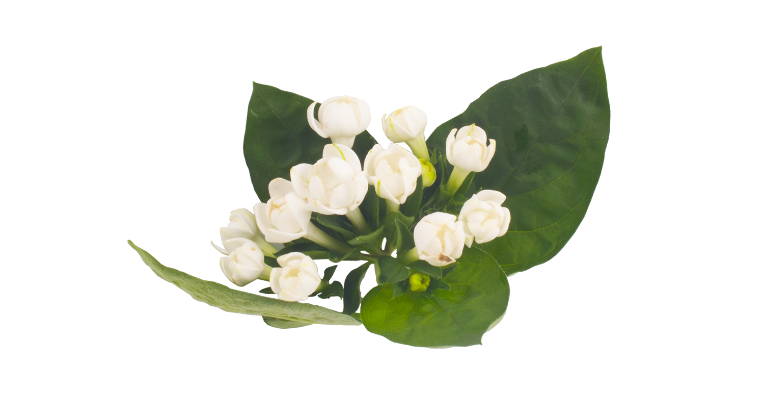 lanxel-flower.png