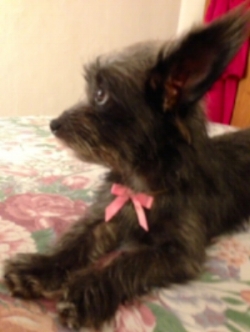"Sophie is such a blessing." Adopted by Diana Doiron in 2015.