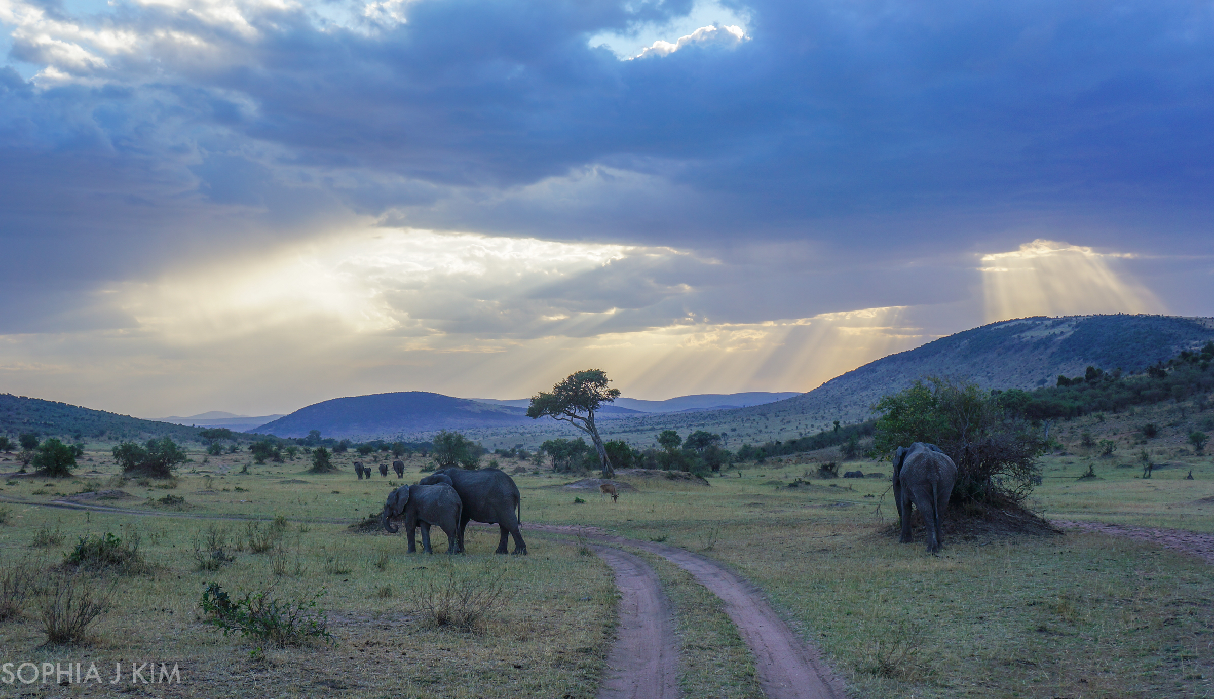 Elephant Family Headed Home in the Sunset