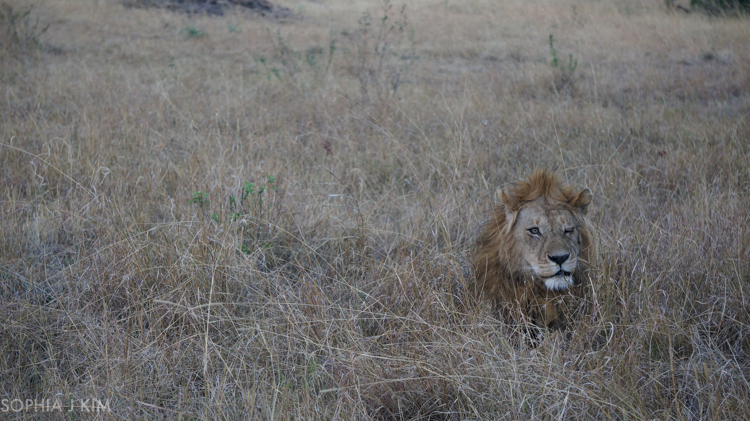 Solo Lion Resting After Mating
