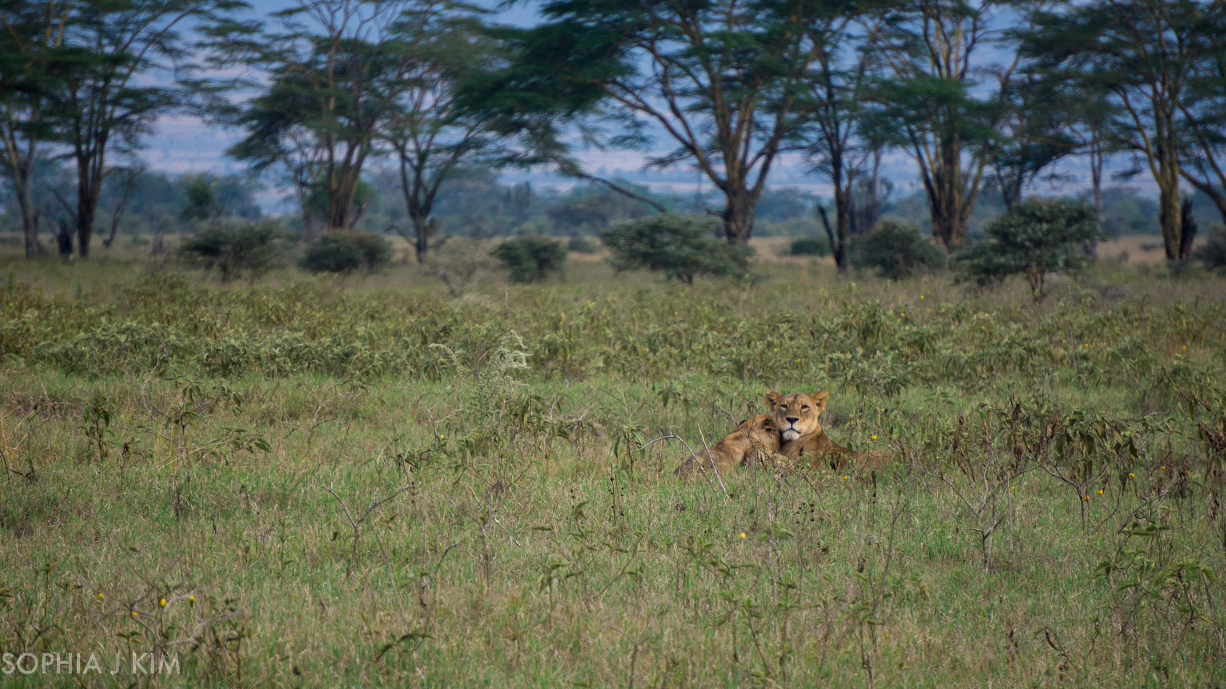 Lioness Cuddling with Her Cubs