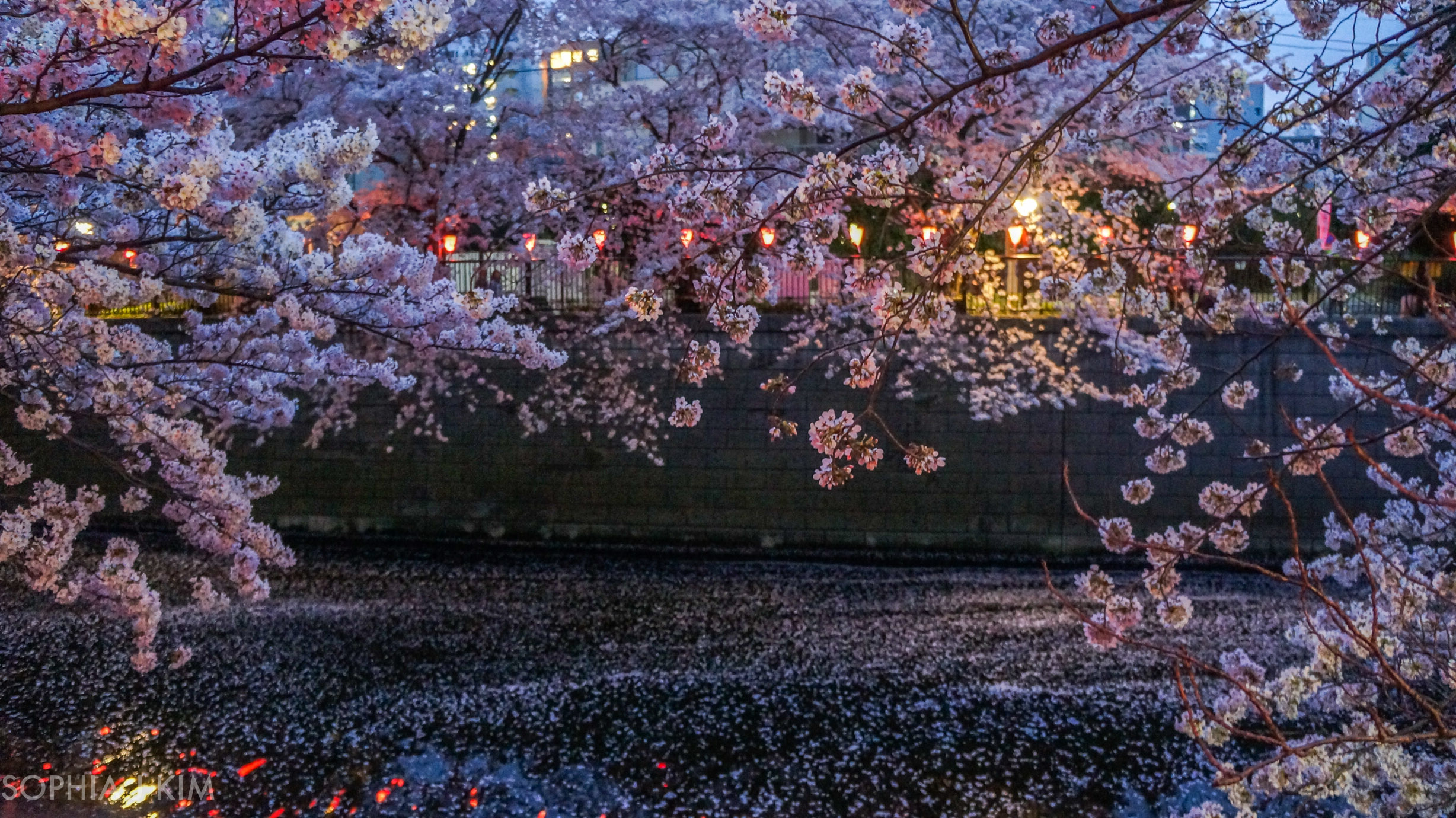 Moonlight Sakura, Tokyo, Japan