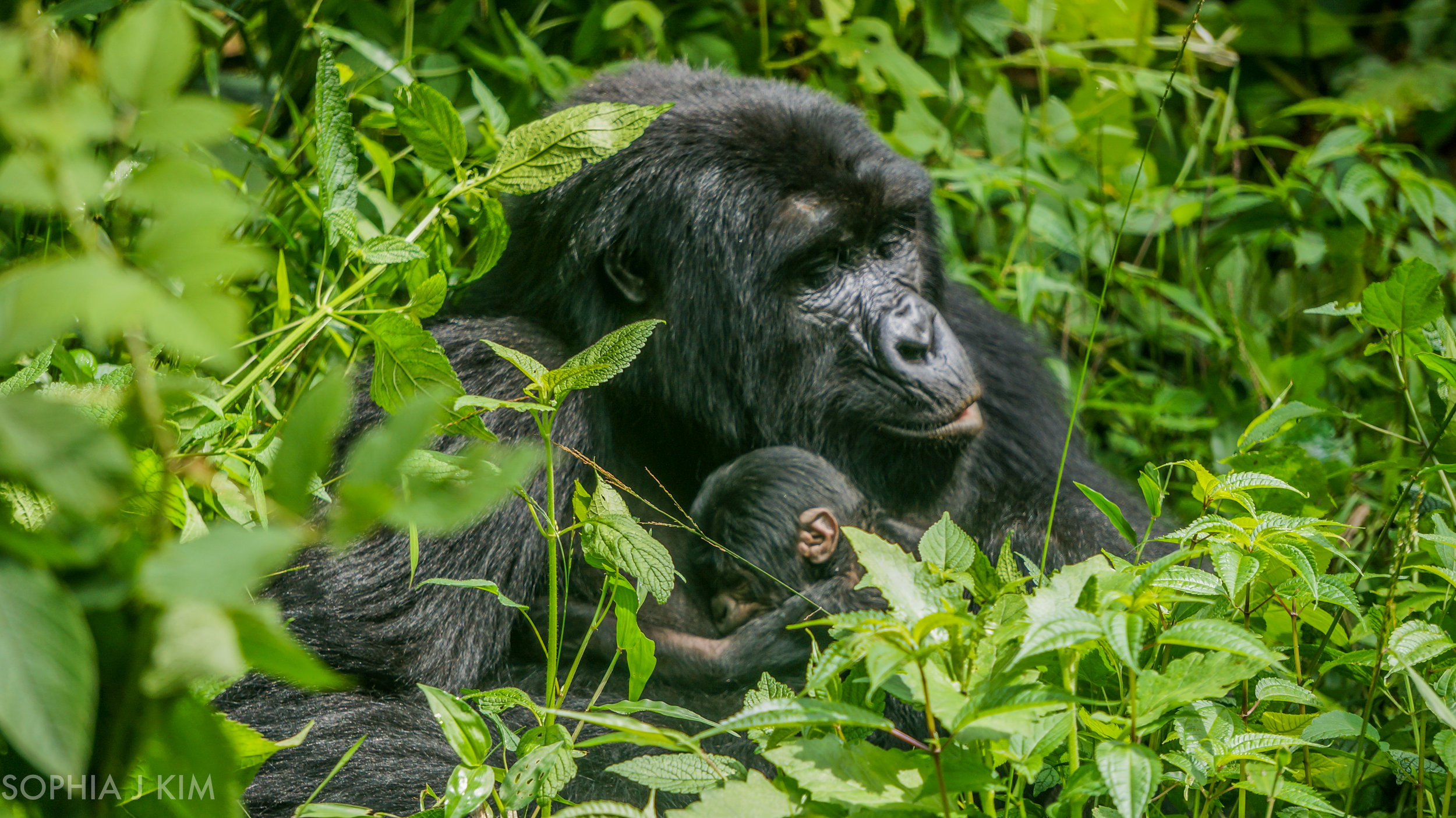 Mother Gorilla with Her 3 Day Old Newborn