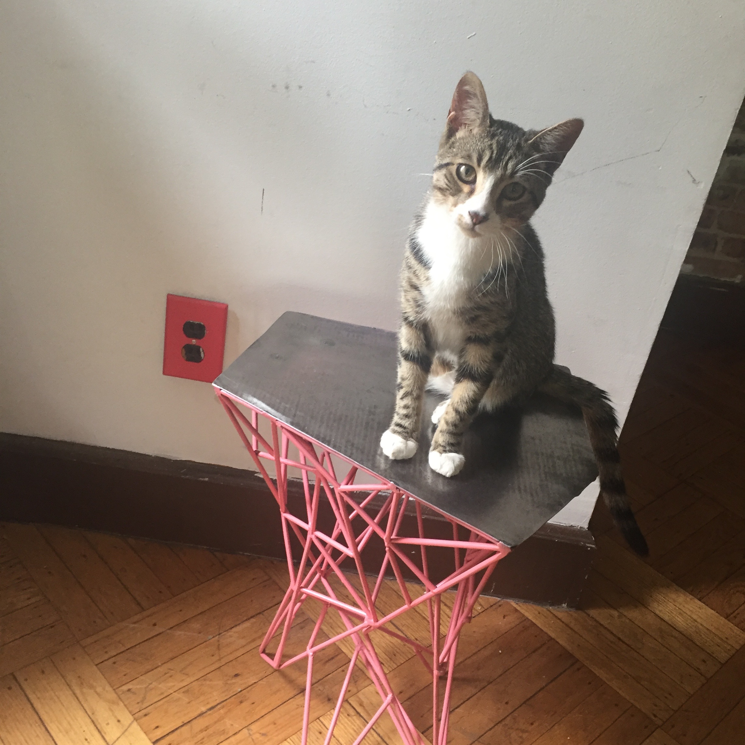 pink web stool cat.jpg