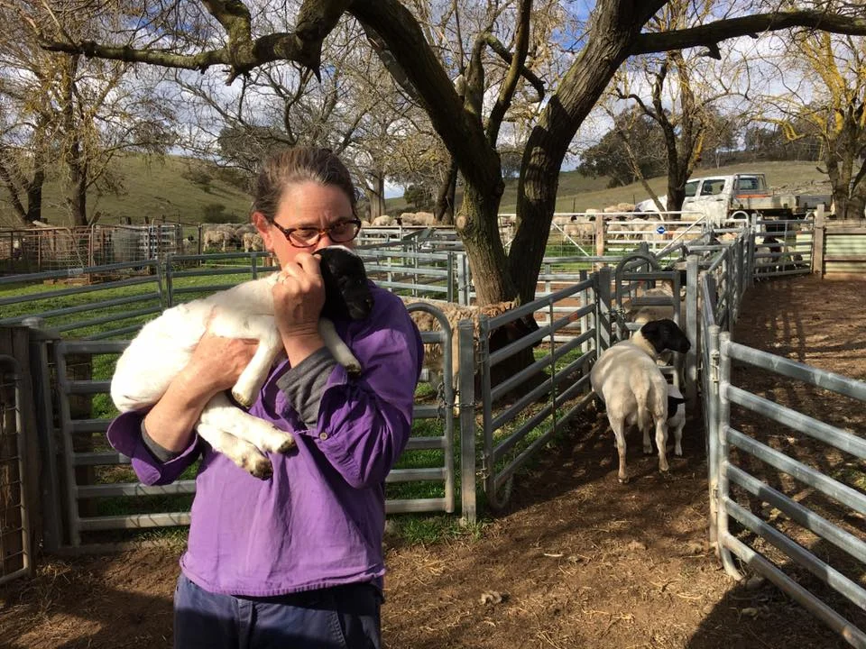 lamb hugging.jpg