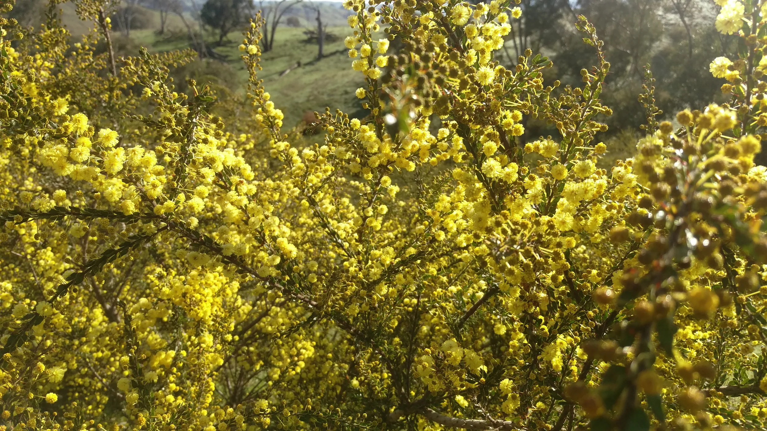 Acacia paradoxa or locally ‘Wild Irishman’