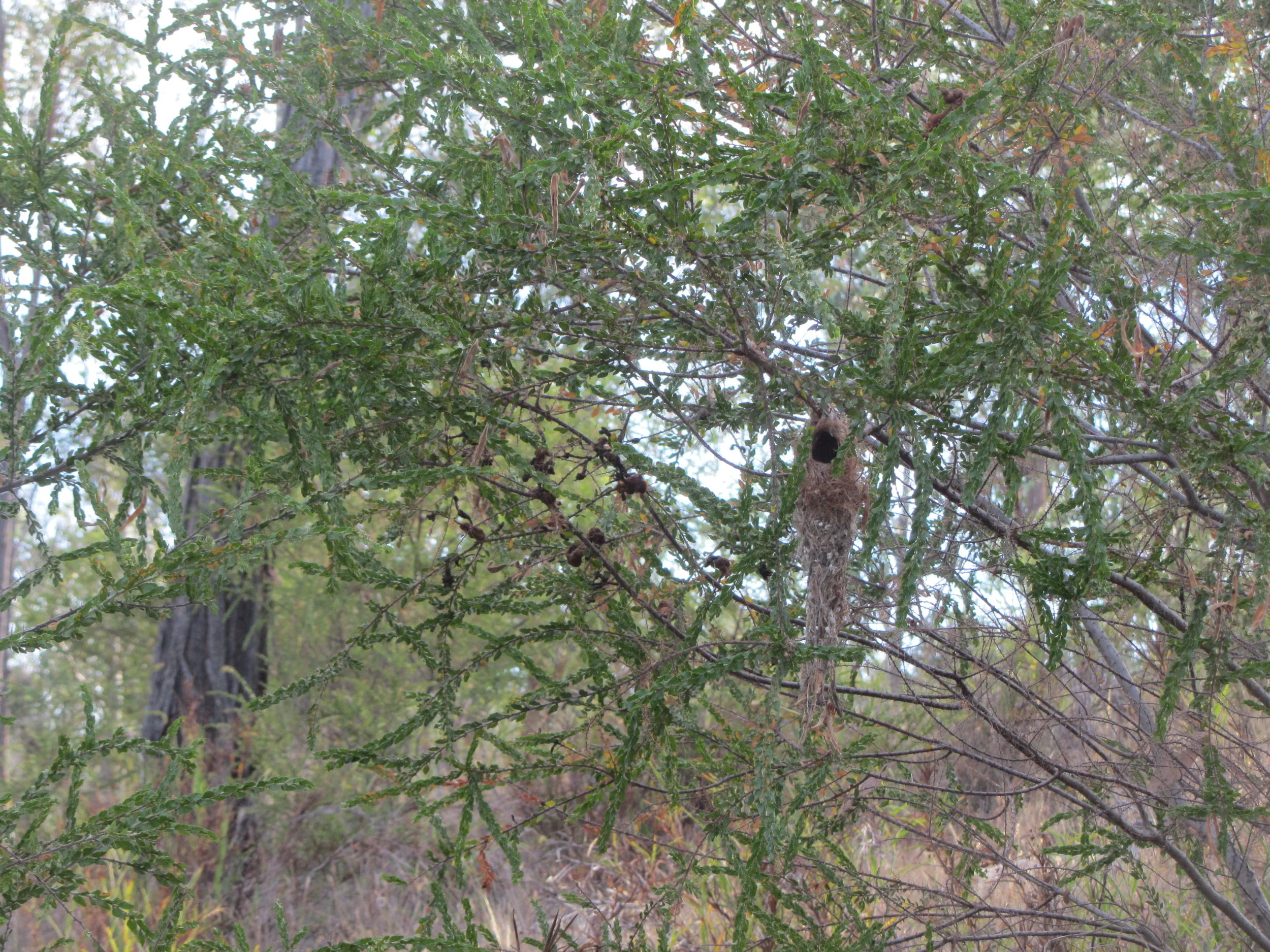 Western Gerygone nest in Acacia paradoxa