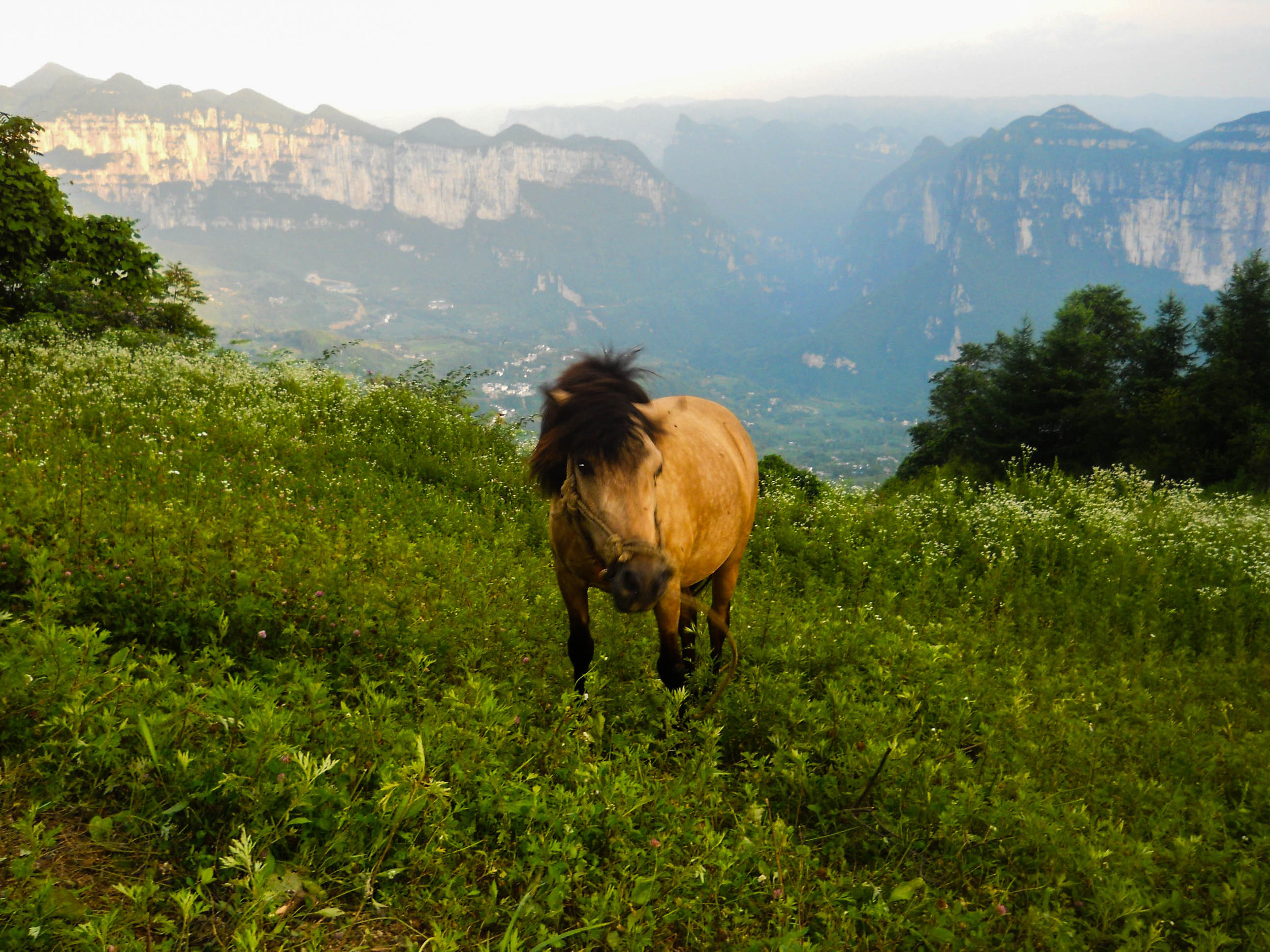 This is my favorite because, well look it! Why wouldn't it be anyone's favorite? A horse, wild flowers, and a backdrop of pure wonder.