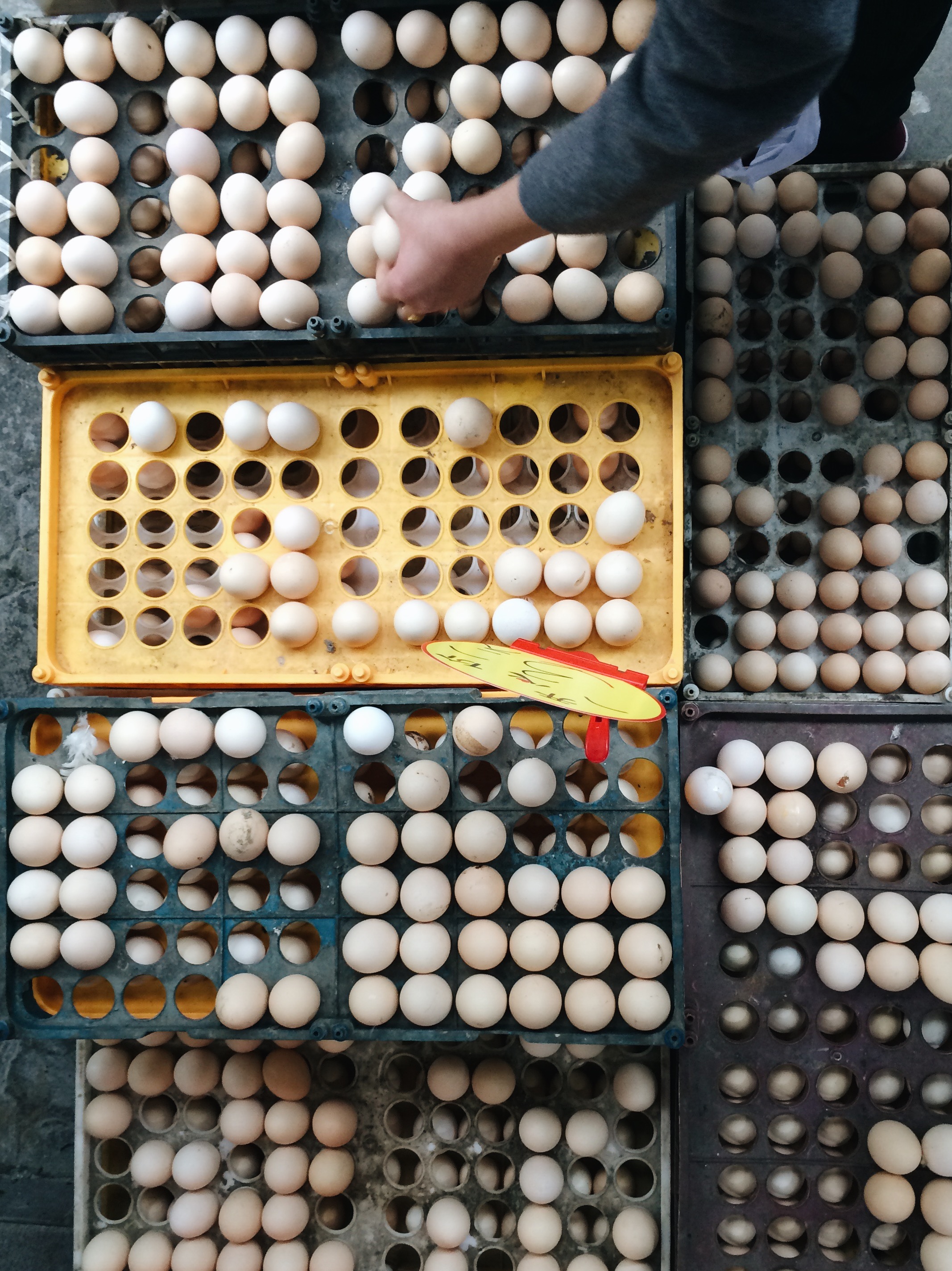 Egg Art
