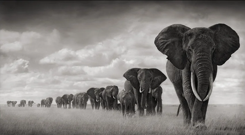 Sebastiao-Salgado-from-Amazonas-Images-Series.jpg