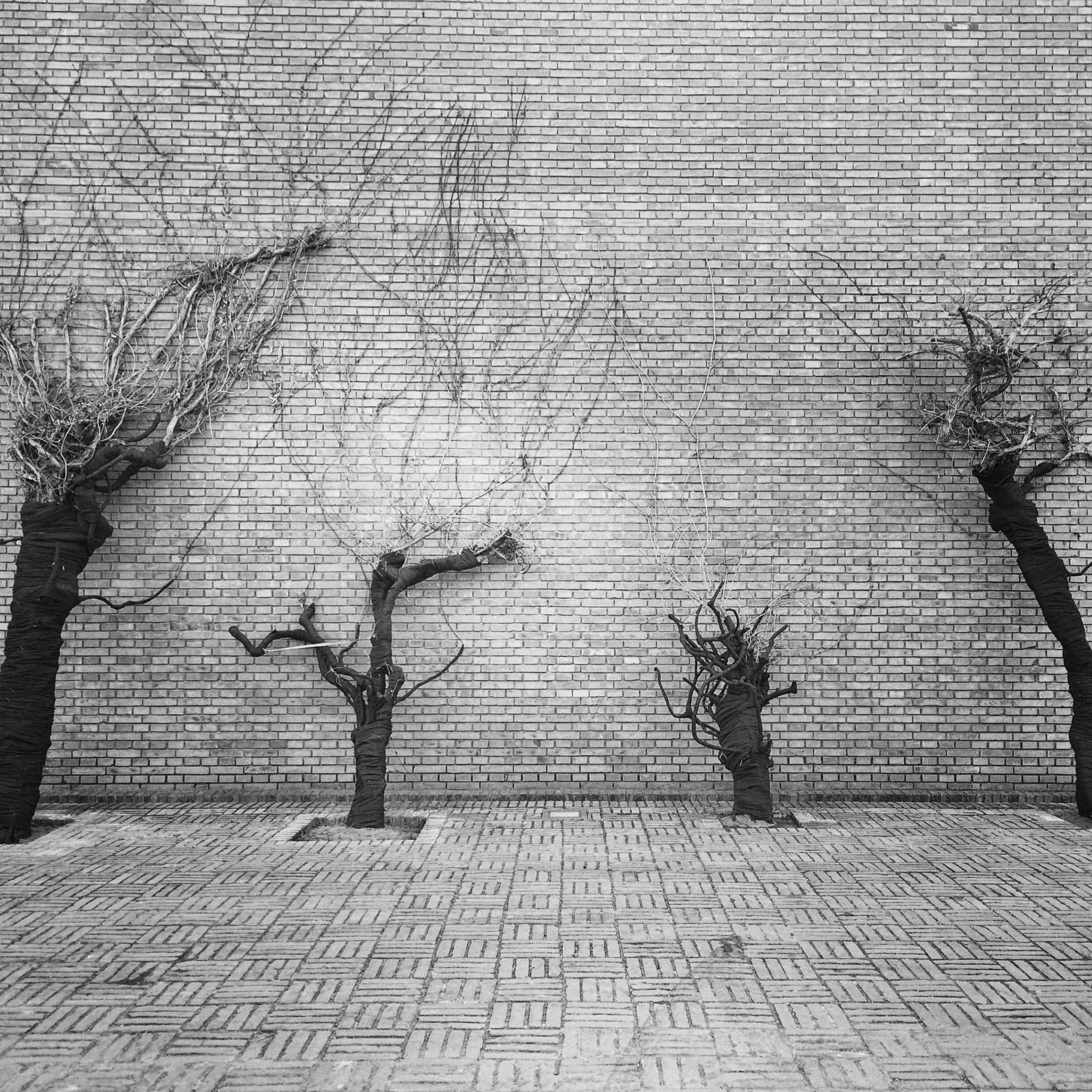 京髓 - 37 - The Cold Trees (Beijing, 2016).JPG