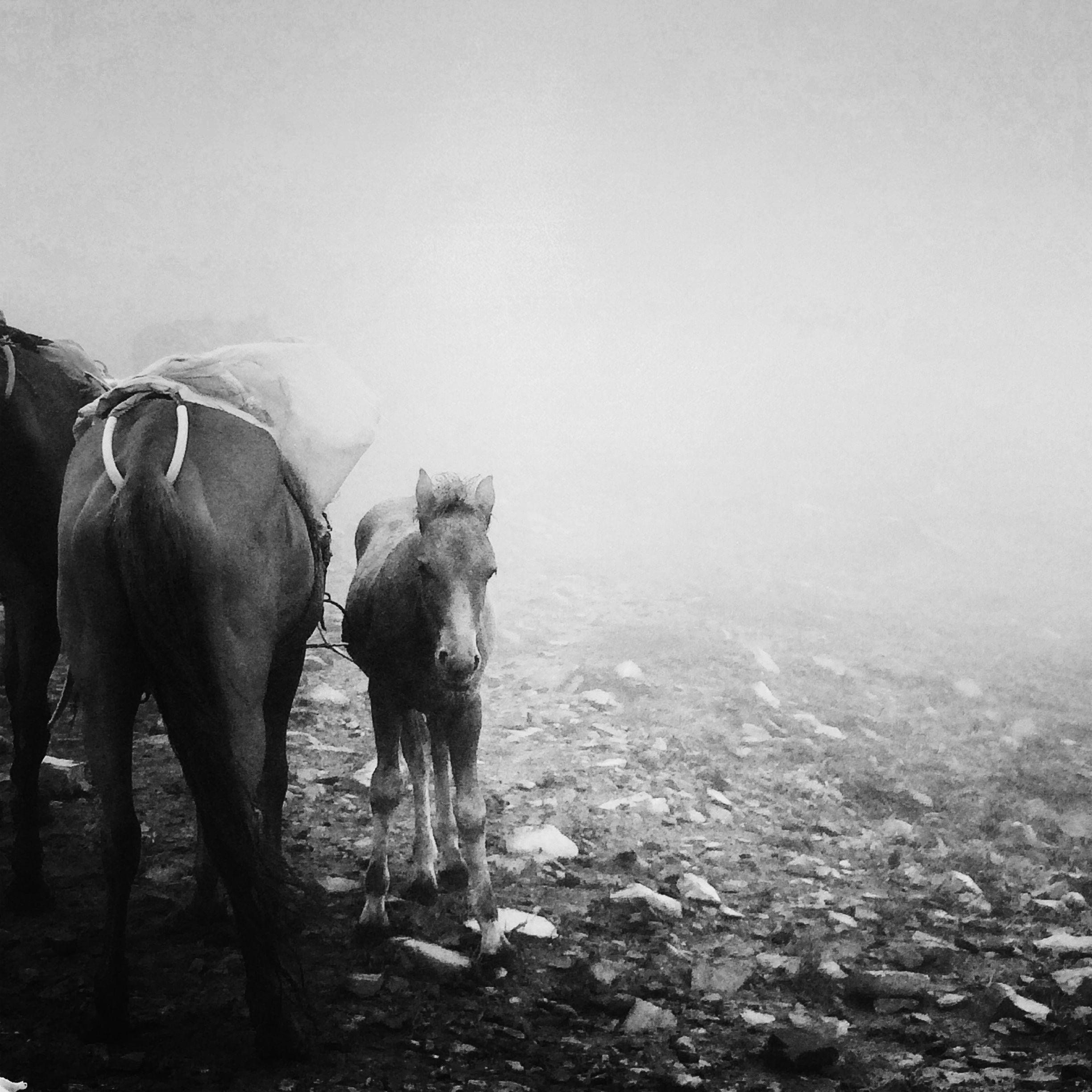 京光 - 19b - Horses for Hanyin (Beijing, 2015).JPG