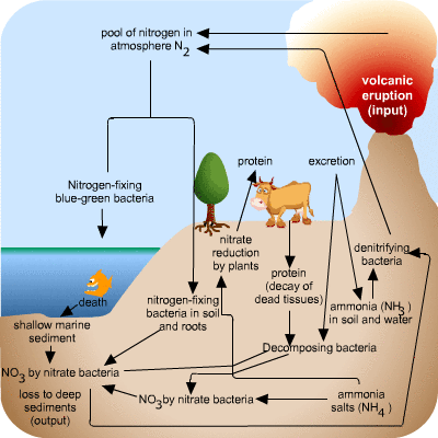 ecosystem.gif