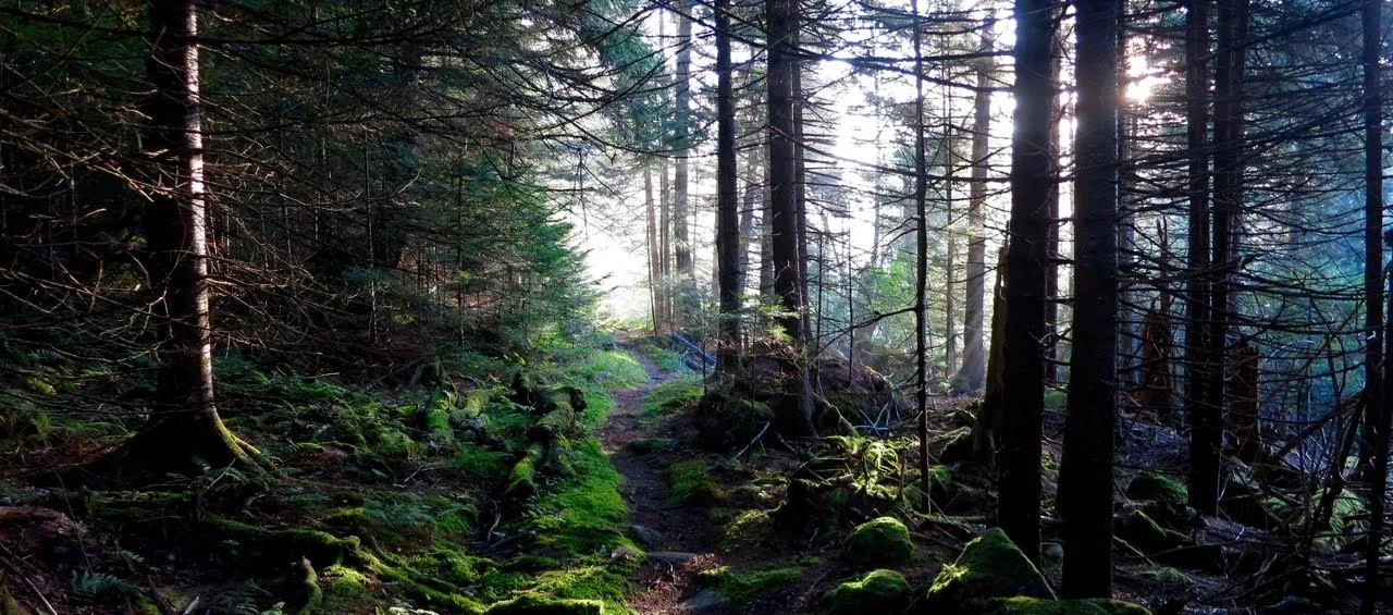 deep_woods.jpg